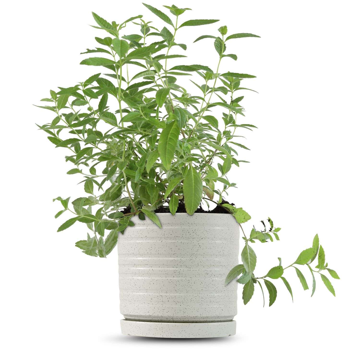 כלי שמנת נקודות