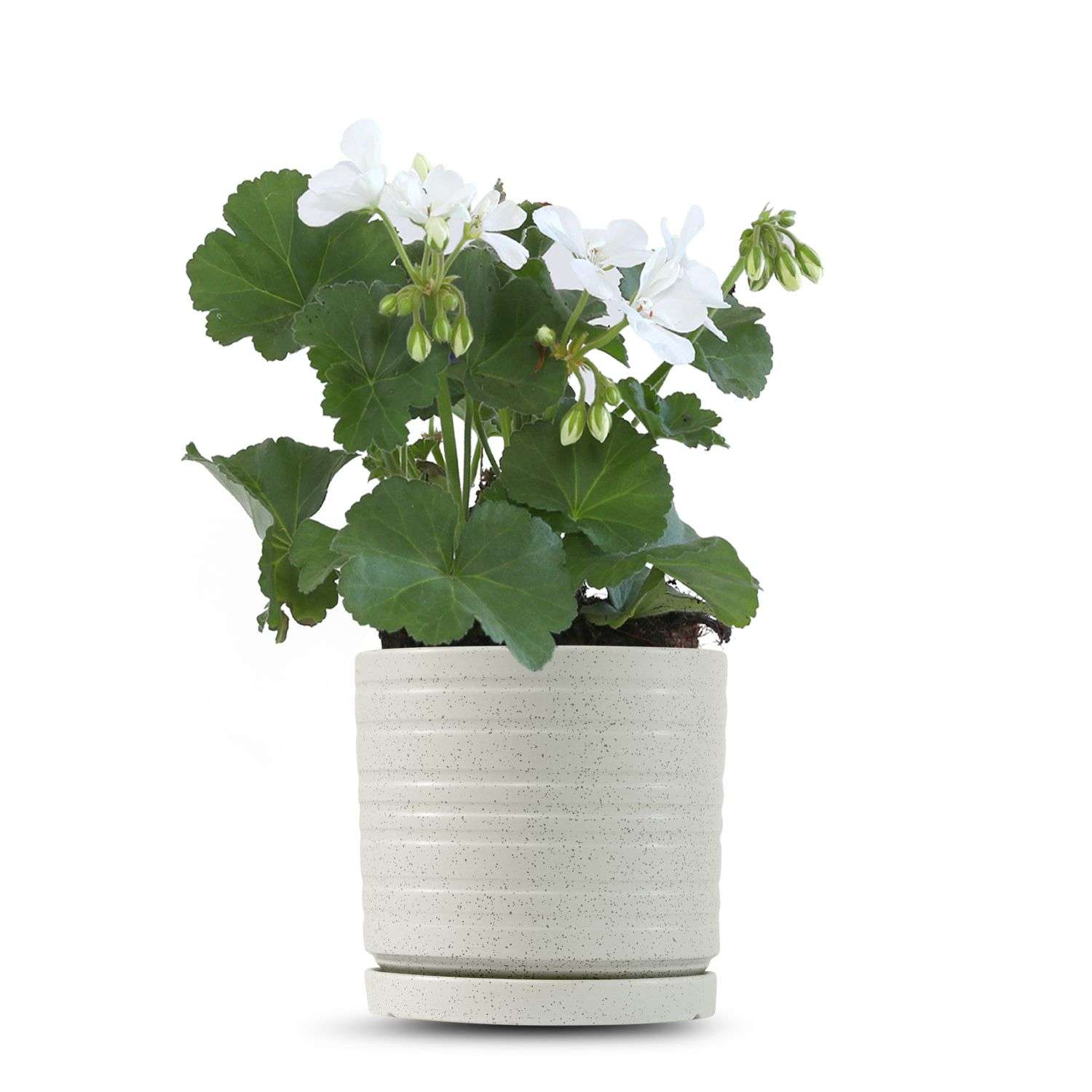 כלי שמנת נקודות