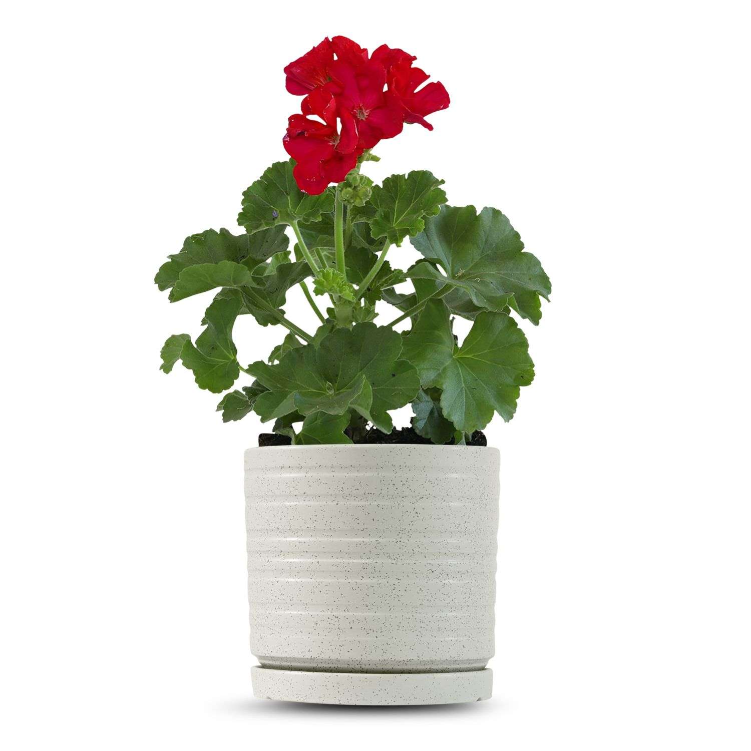 כלי שמנת נקודות