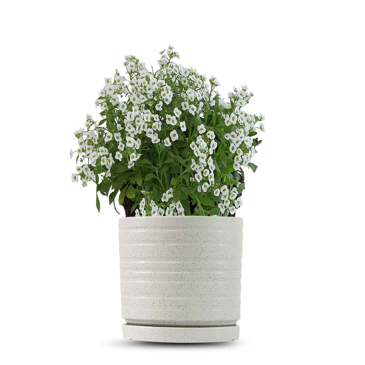 כלי שמנת נקודות