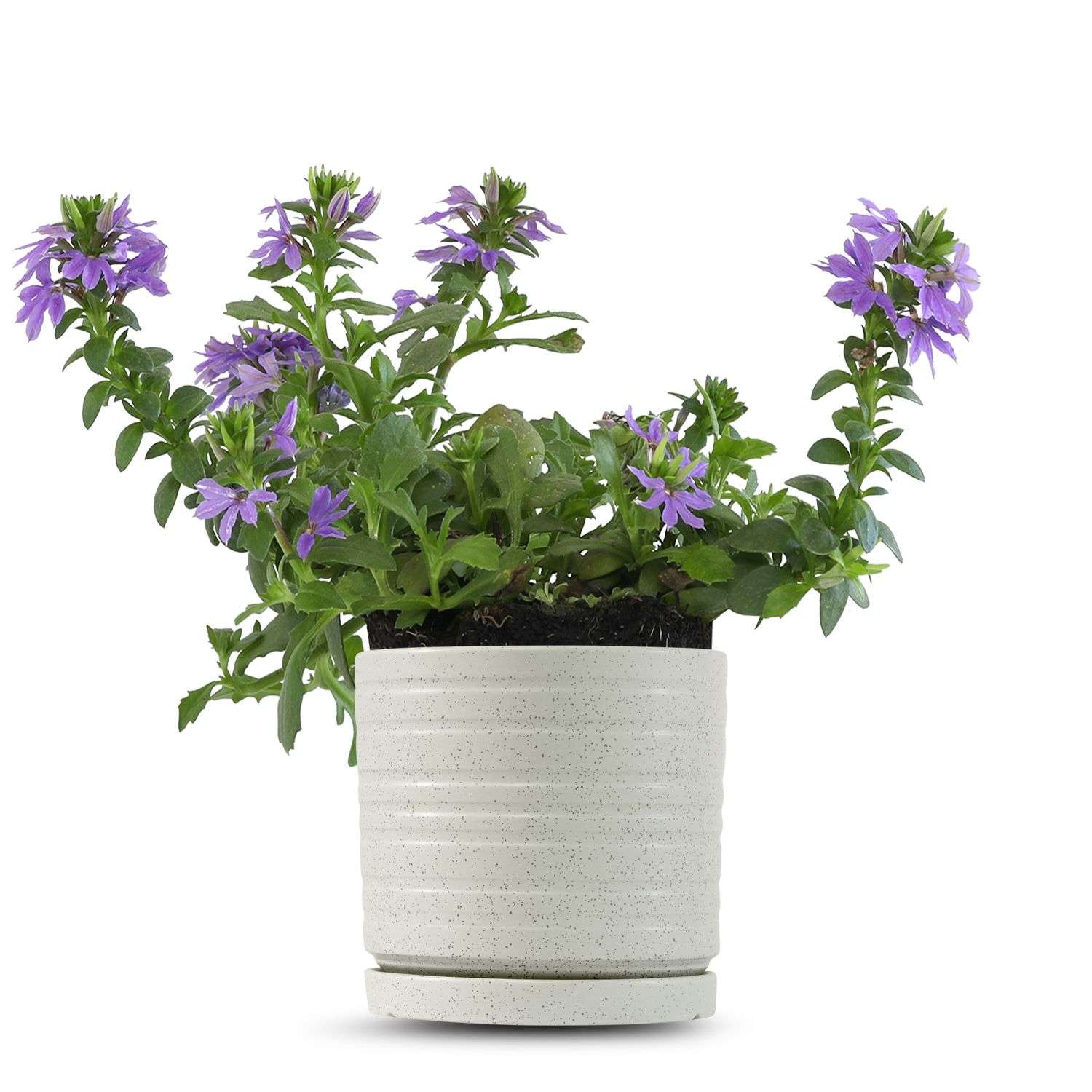 כלי שמנת נקודות