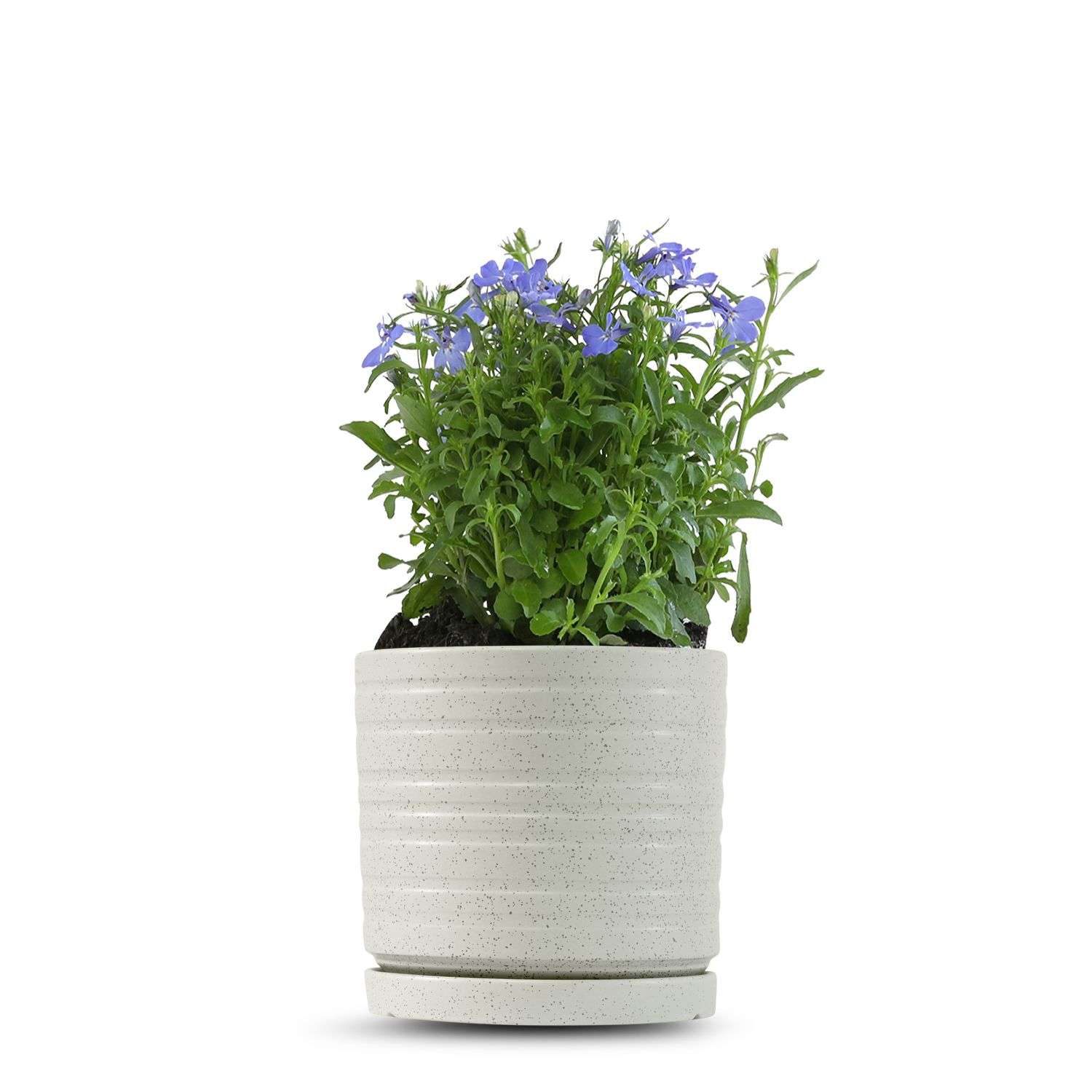 כלי שמנת נקודות