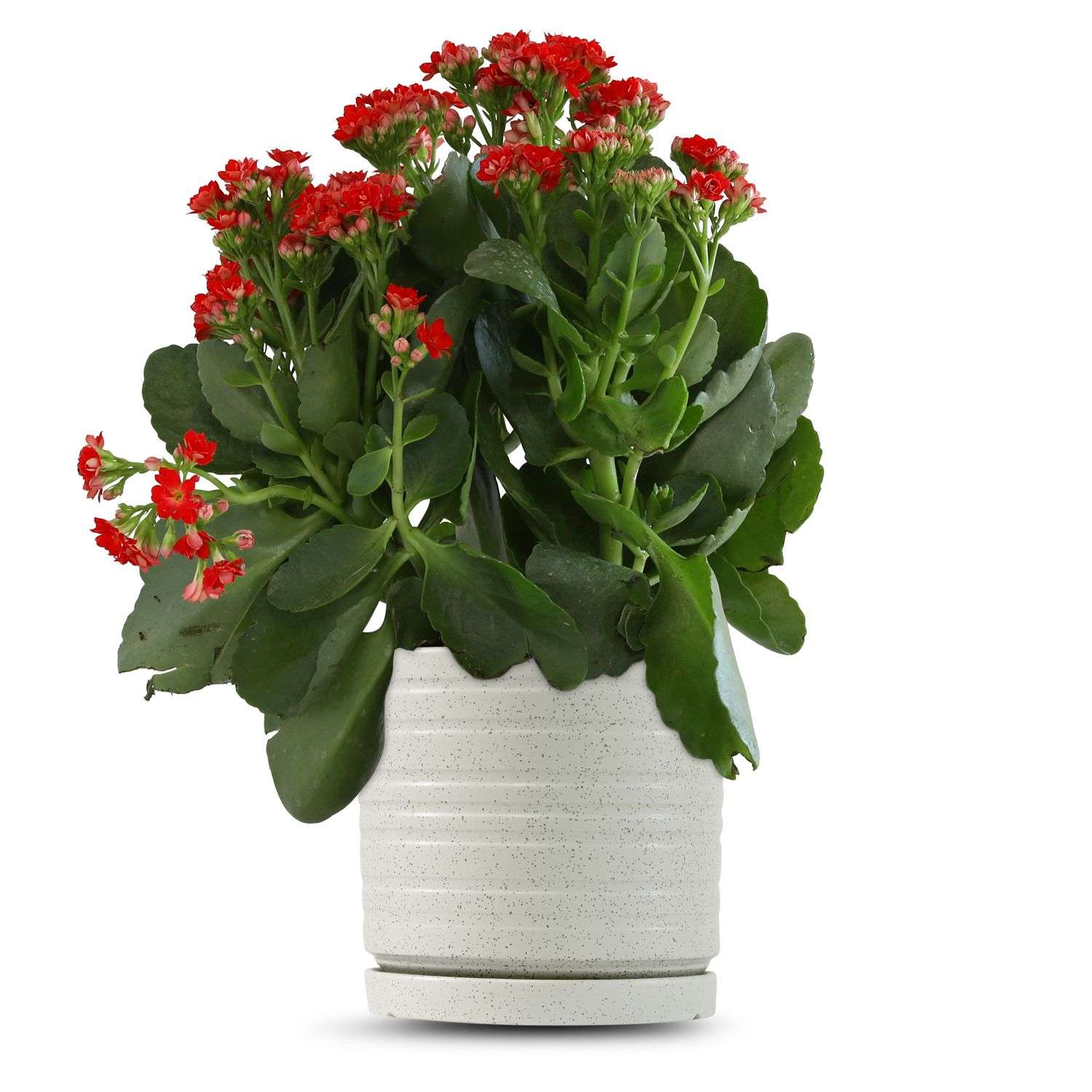 כלי שמנת נקודות