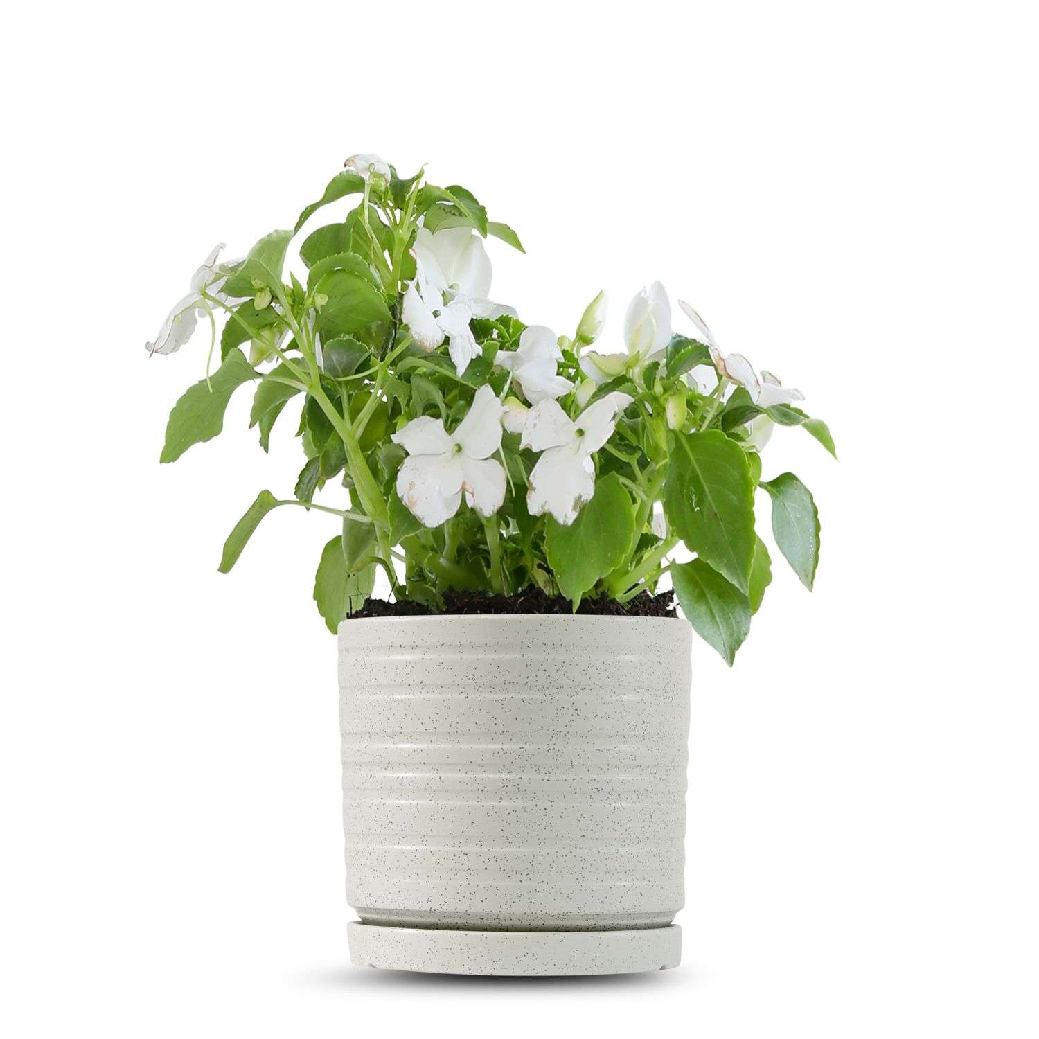 כלי שמנת נקודות