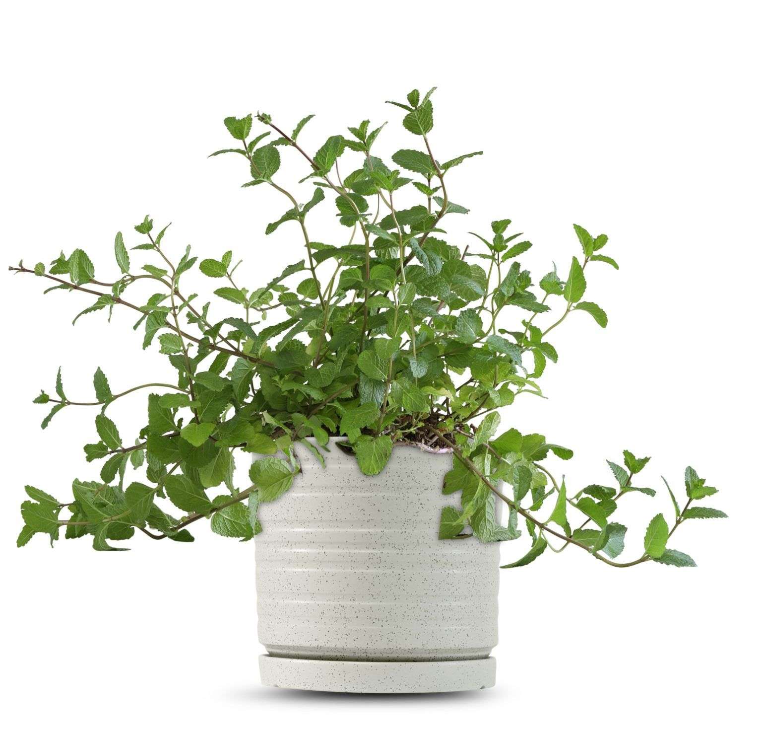 כלי שמנת נקודות