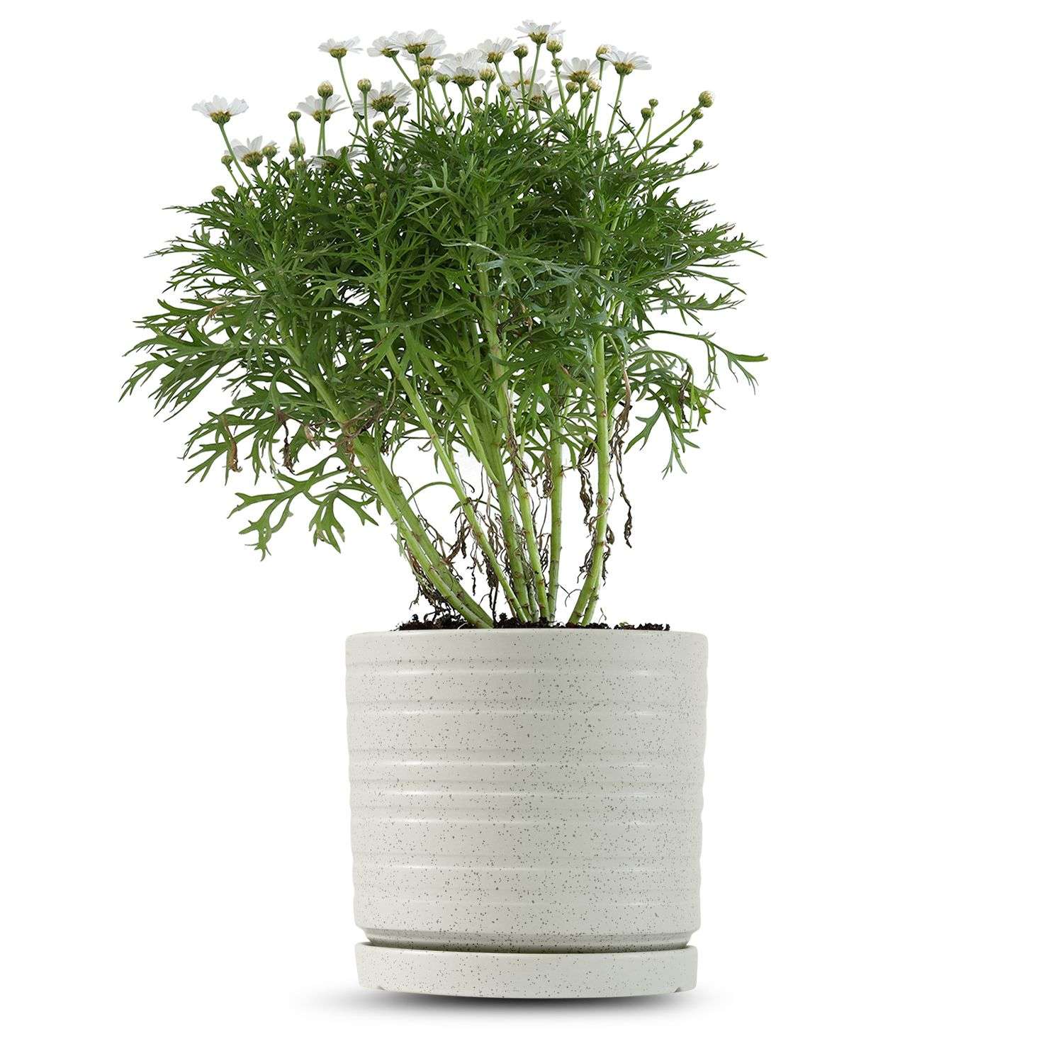 כלי שמנת נקודות