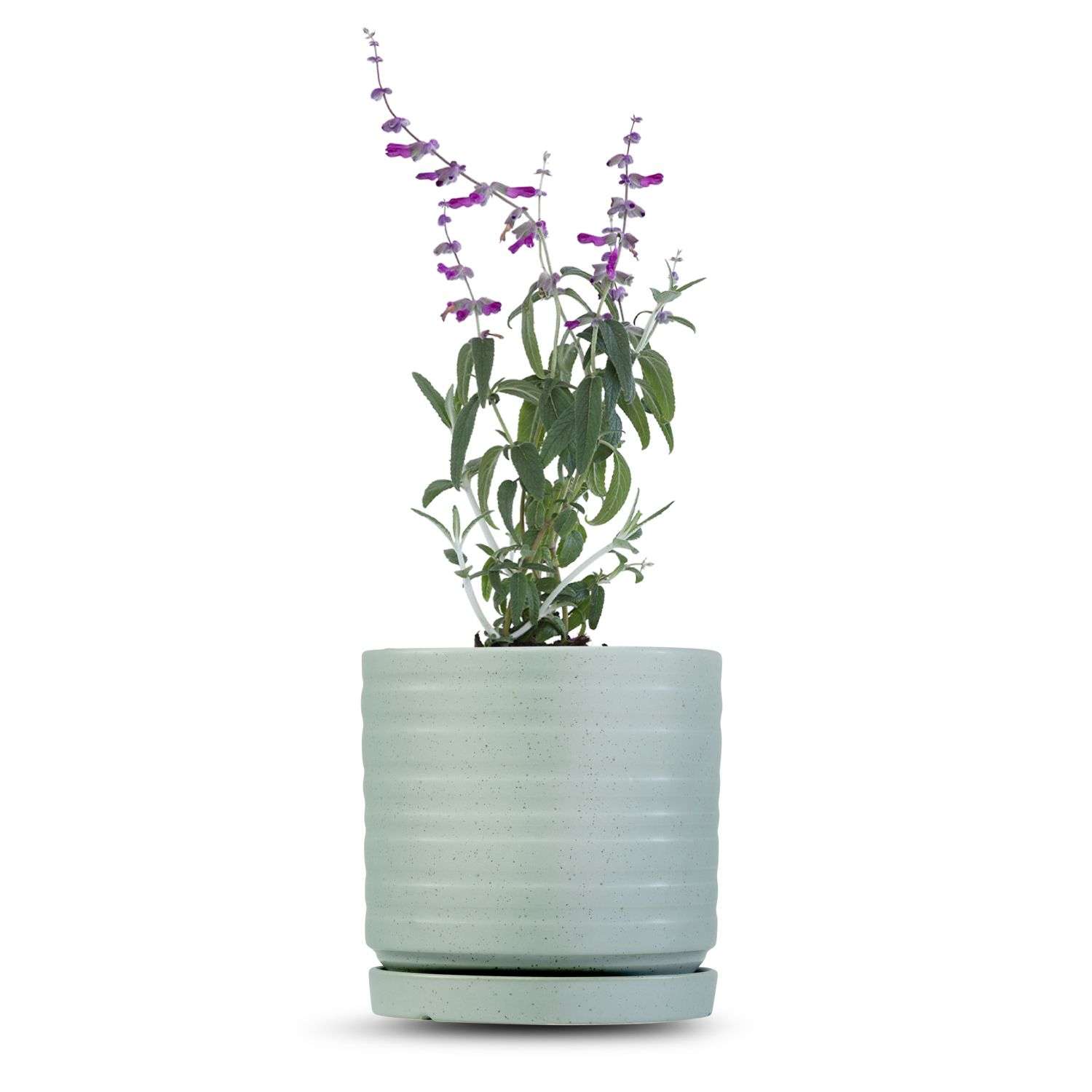 כלי ירוק בהיר נקודות-פסים