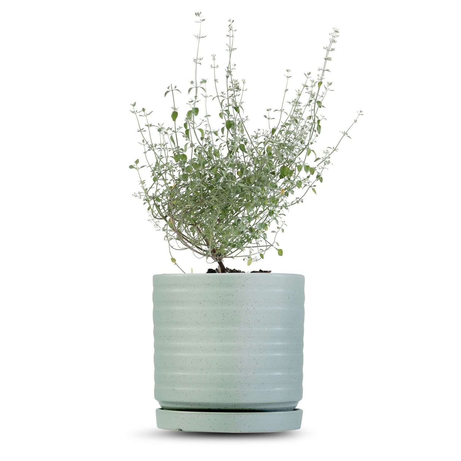 כלי ירוק בהיר נקודות-פסים