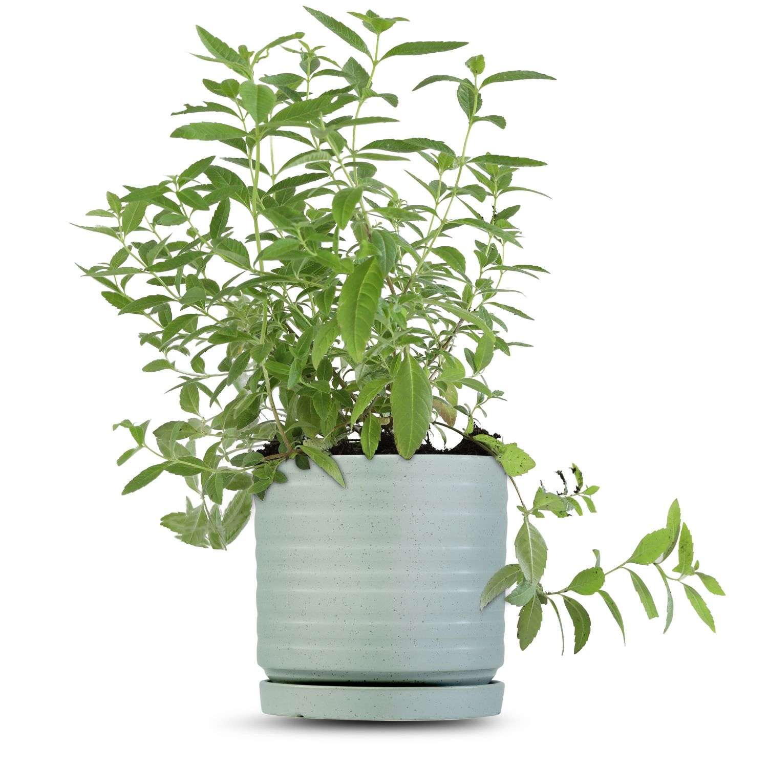 כלי ירוק בהיר נקודות-פסים