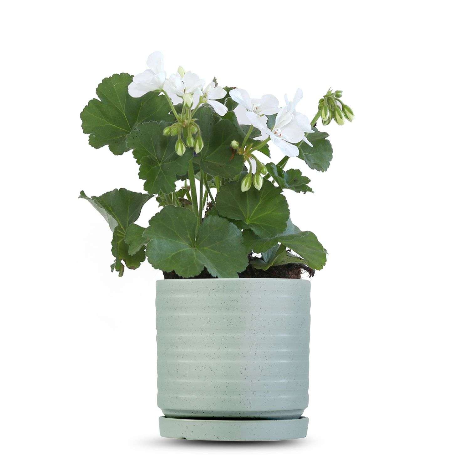 כלי ירוק בהיר נקודות-פסים