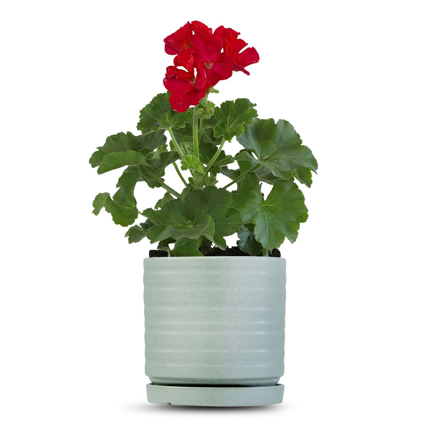 כלי ירוק בהיר נקודות-פסים