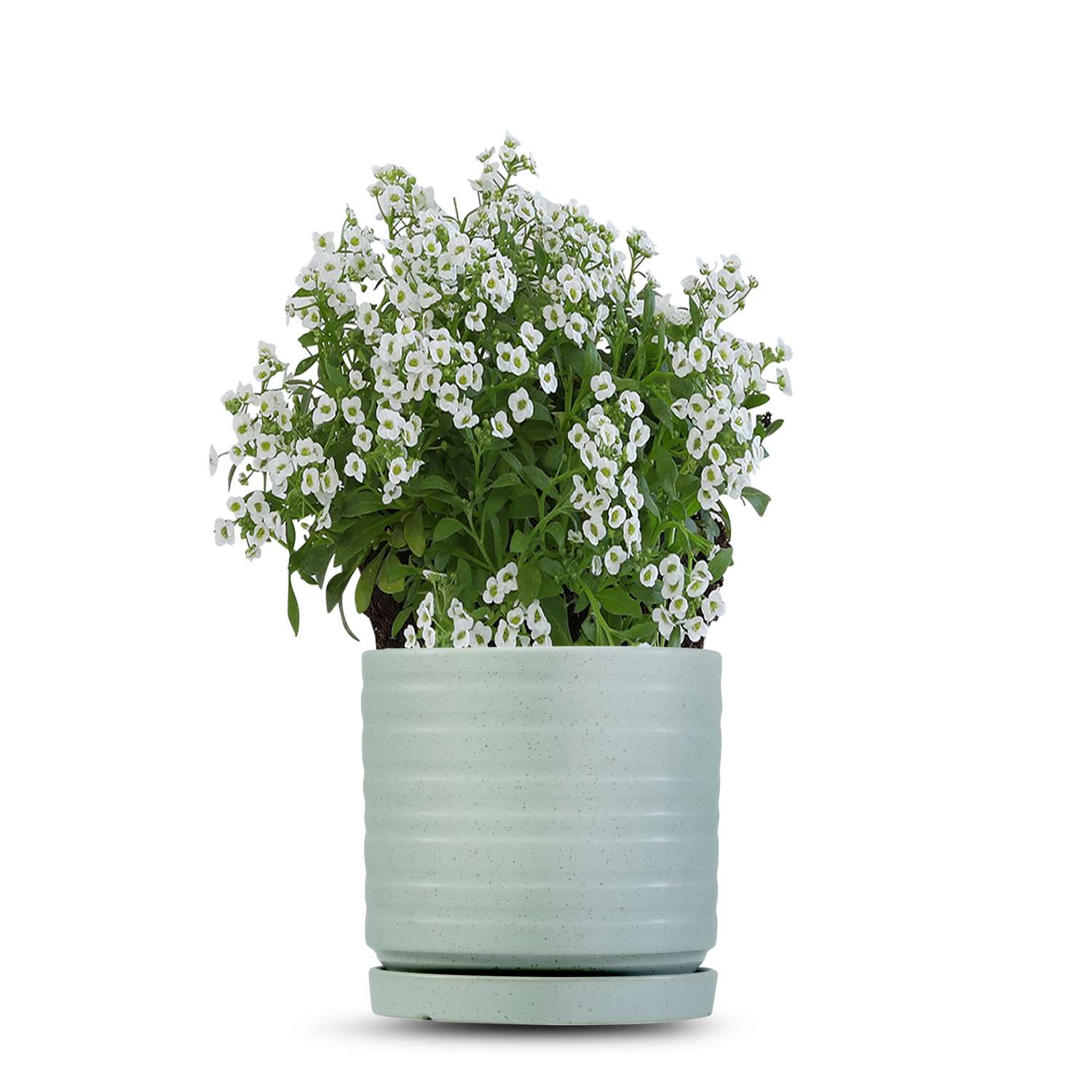 כלי ירוק בהיר נקודות-פסים