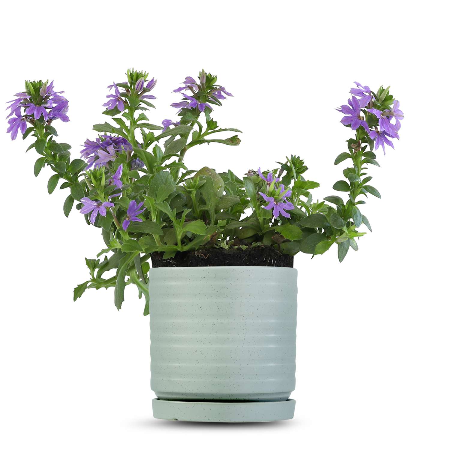 כלי ירוק בהיר נקודות-פסים