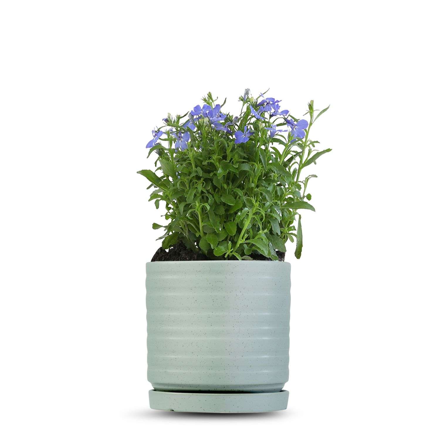 כלי ירוק בהיר נקודות-פסים