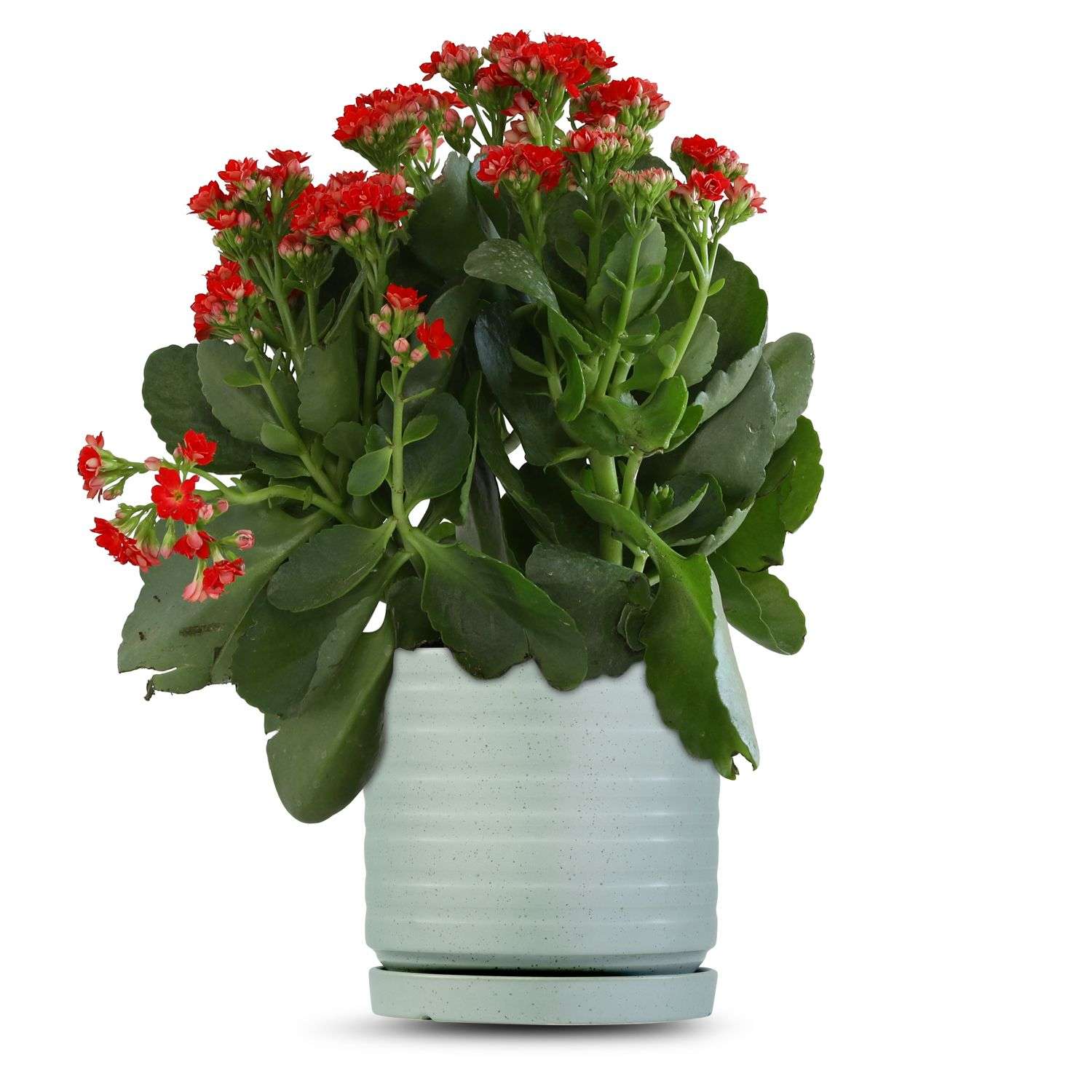 כלי ירוק בהיר נקודות-פסים