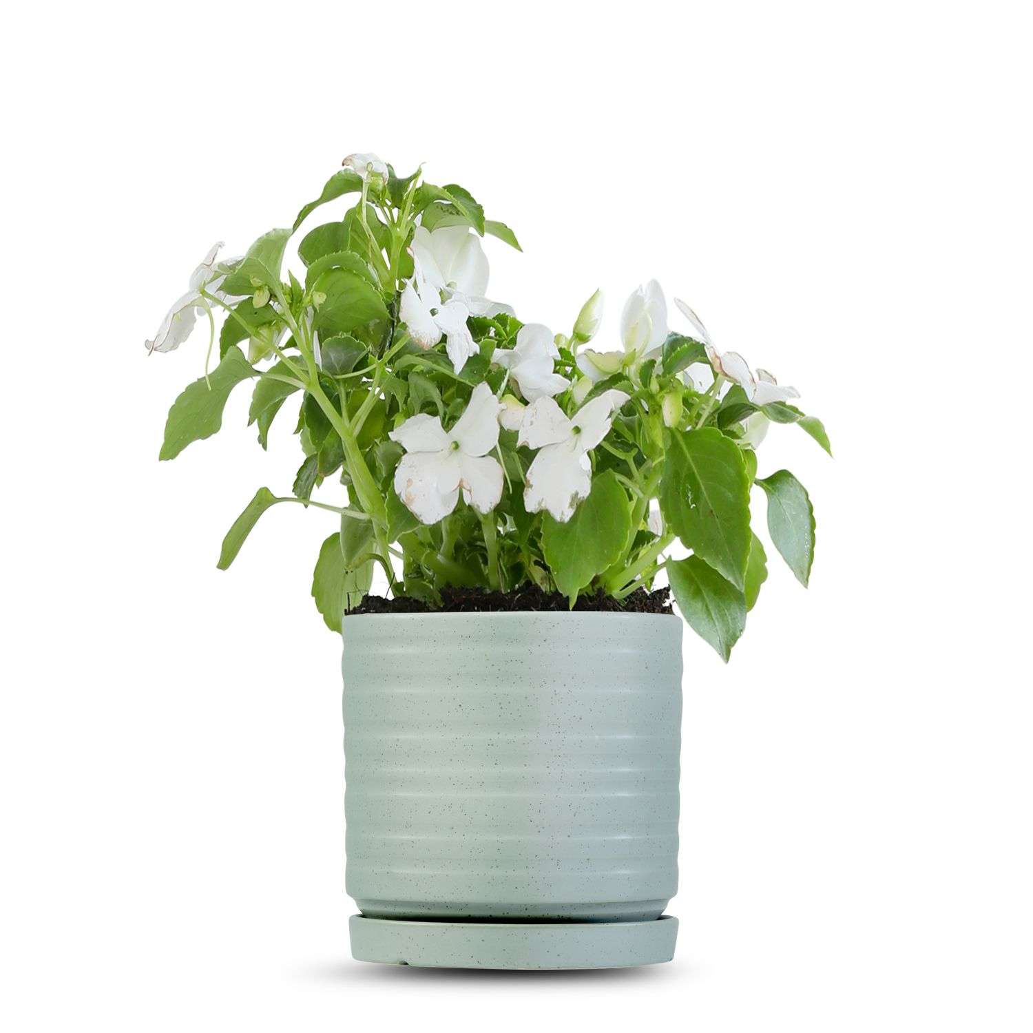 כלי ירוק בהיר נקודות-פסים