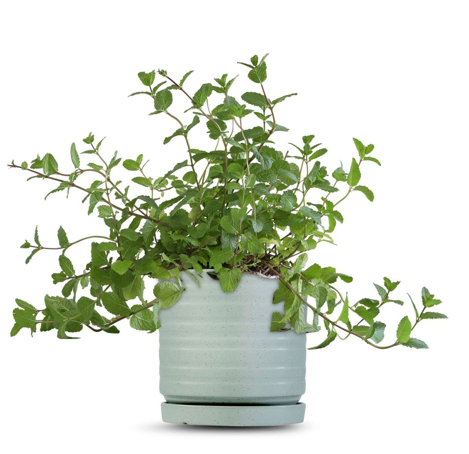 כלי ירוק בהיר נקודות-פסים