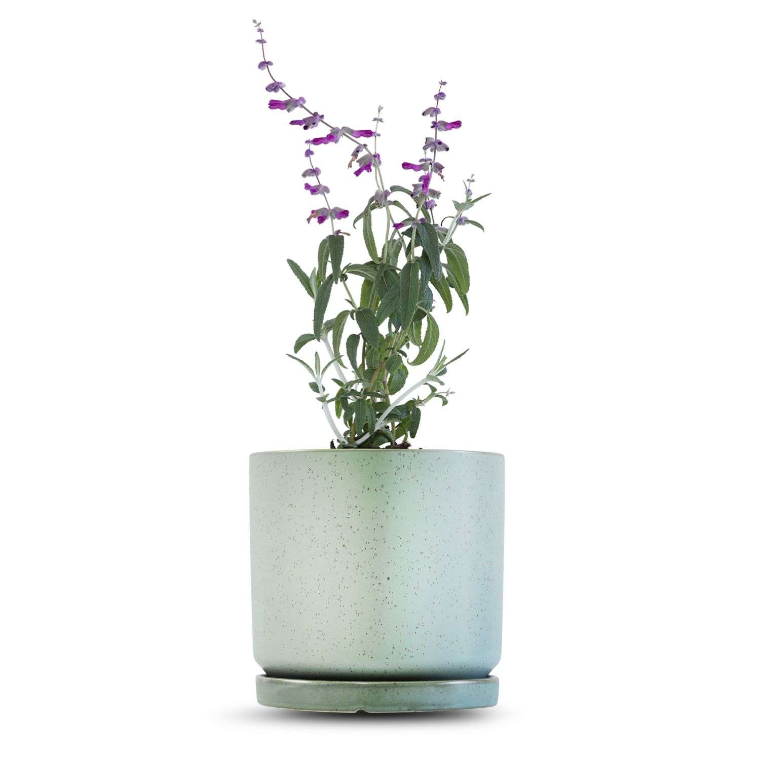 כלי ירוק בהיר נקודות