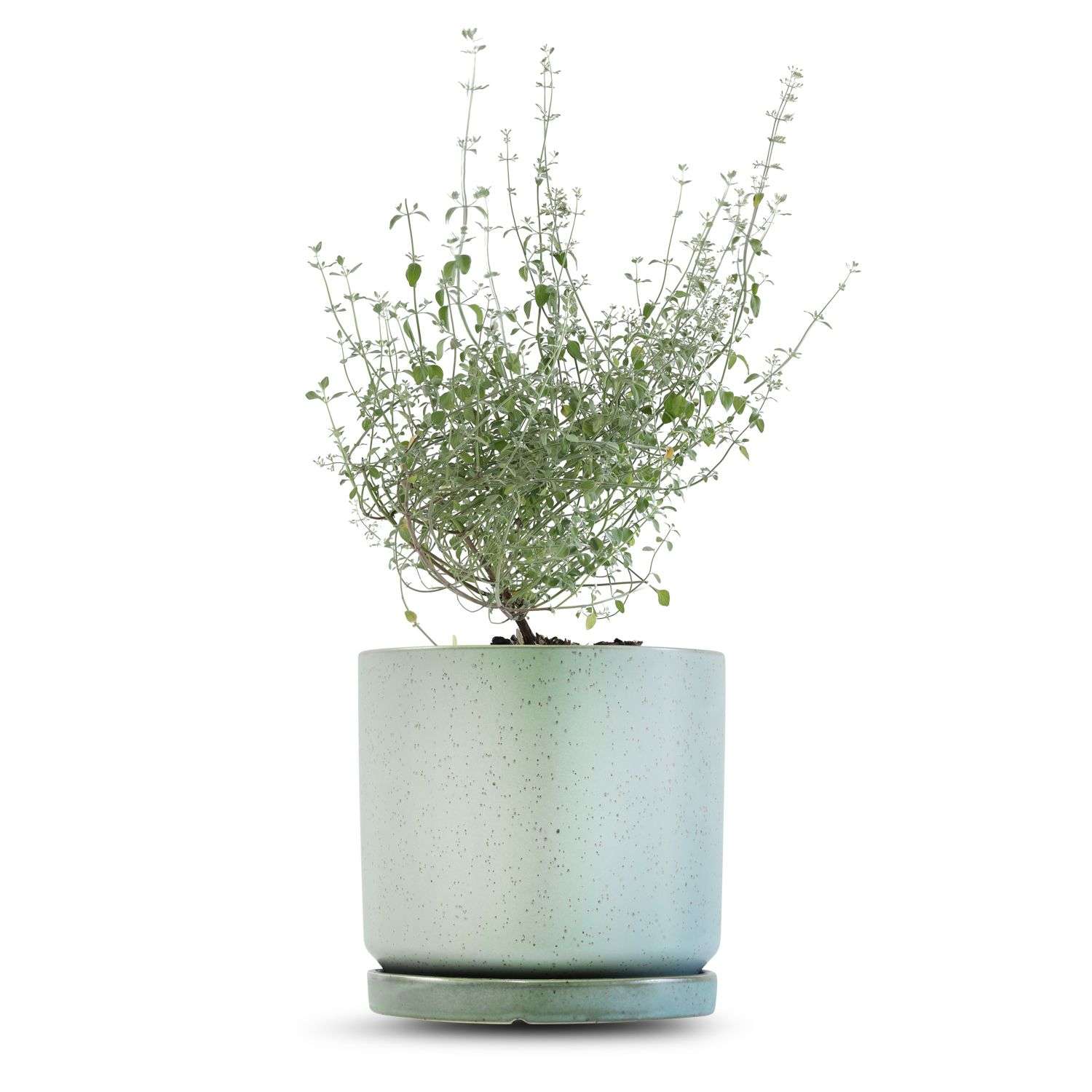 כלי ירוק בהיר נקודות