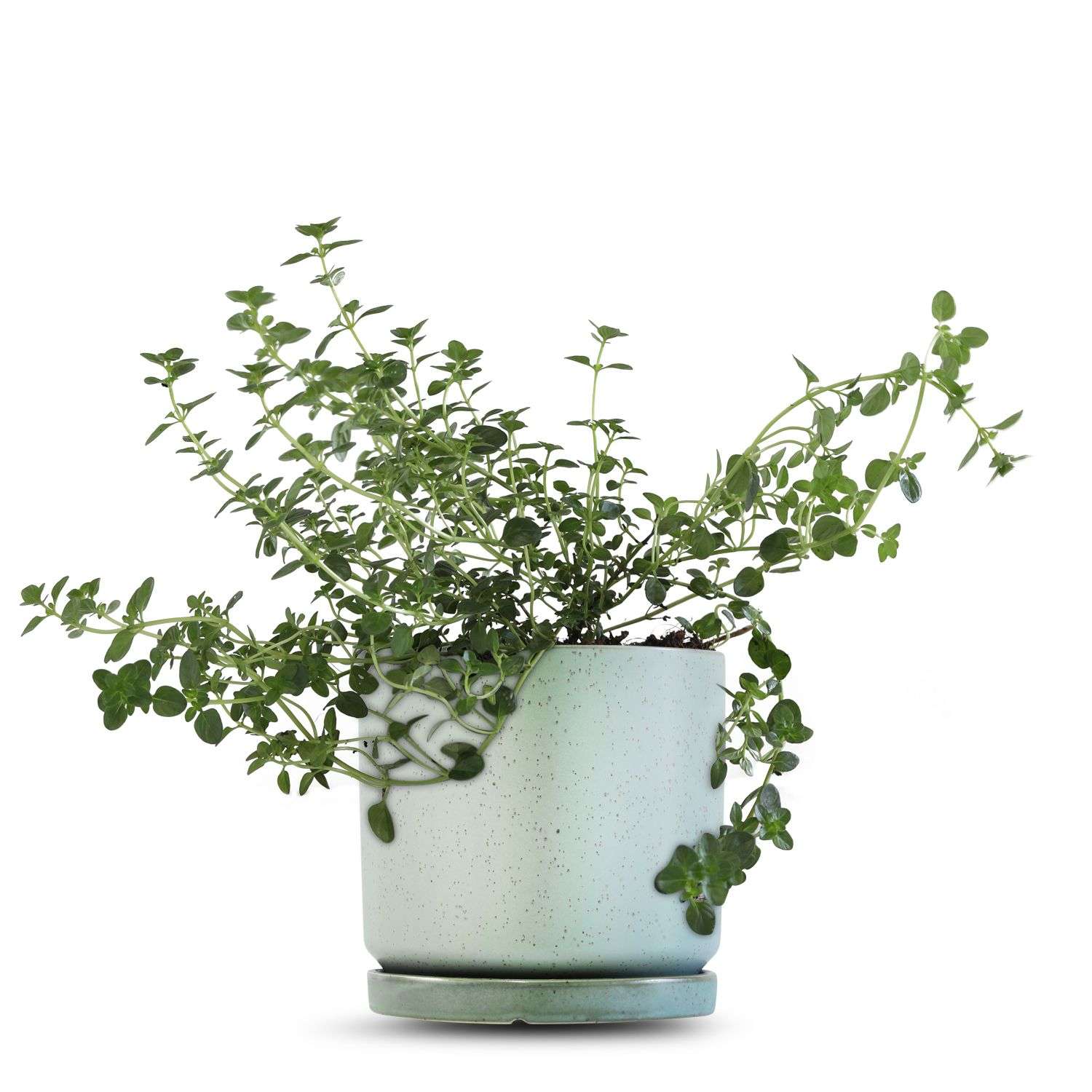 כלי ירוק בהיר נקודות