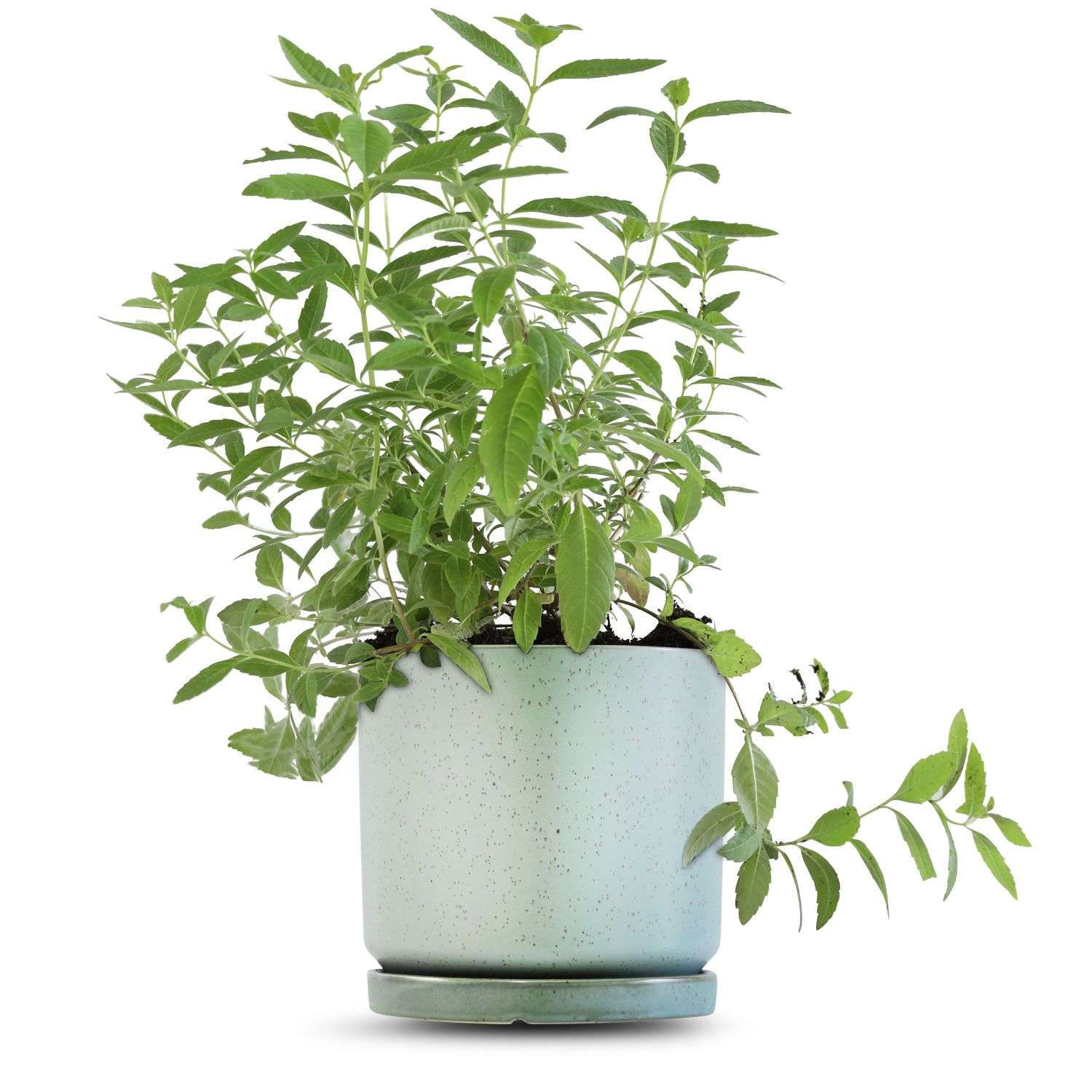 כלי ירוק בהיר נקודות