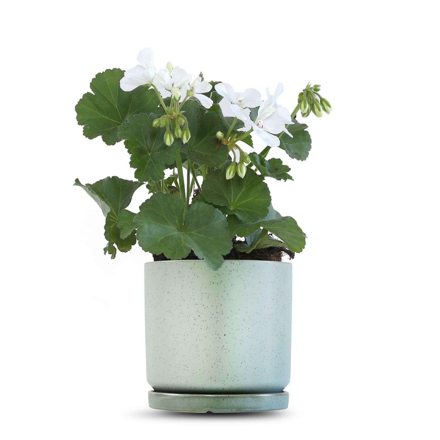 כלי ירוק בהיר נקודות