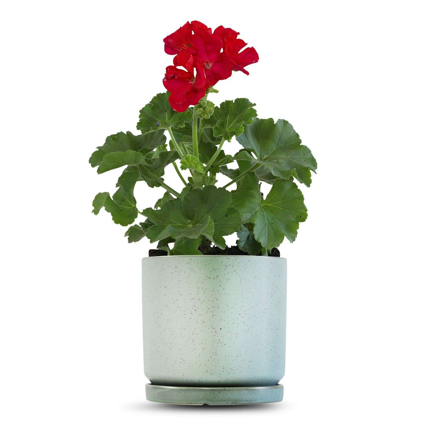 כלי ירוק בהיר נקודות