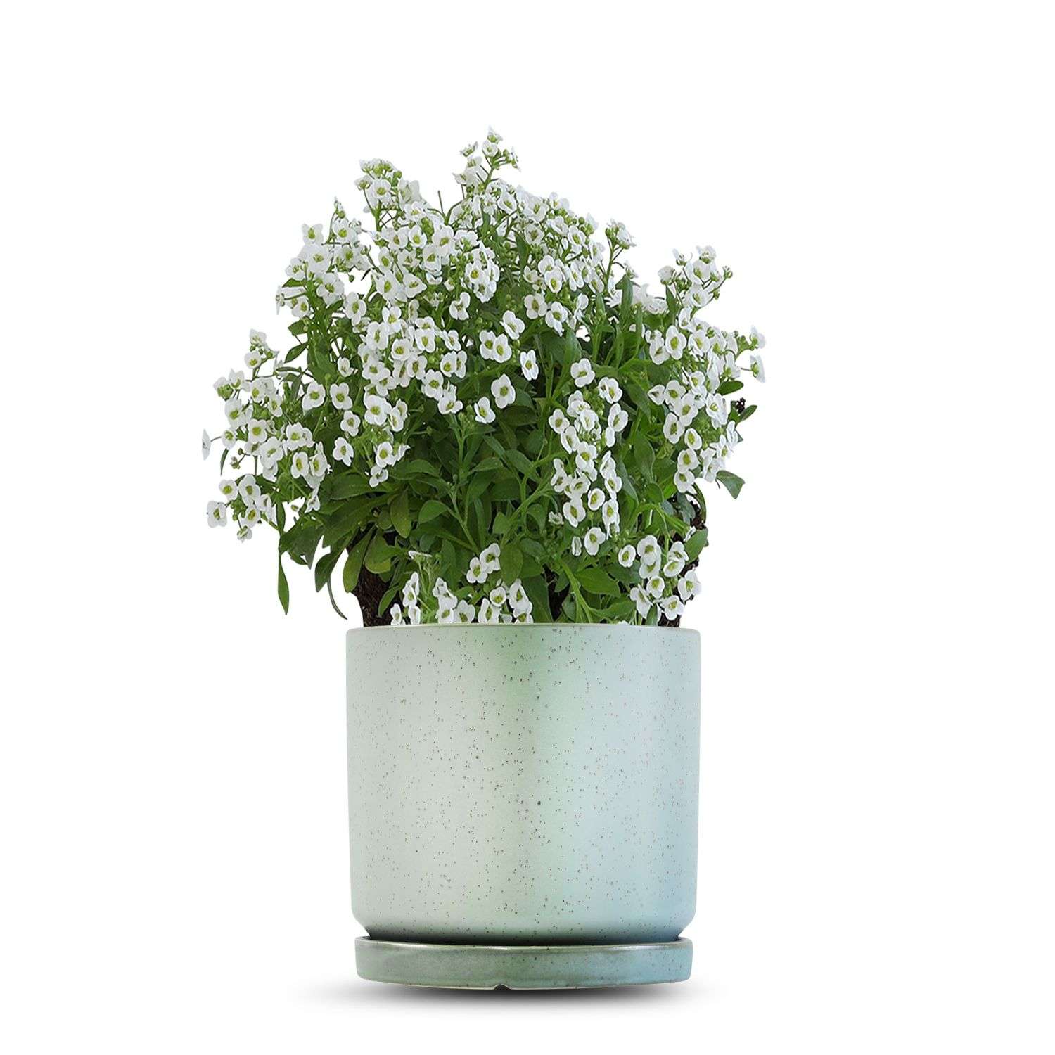 כלי ירוק בהיר נקודות