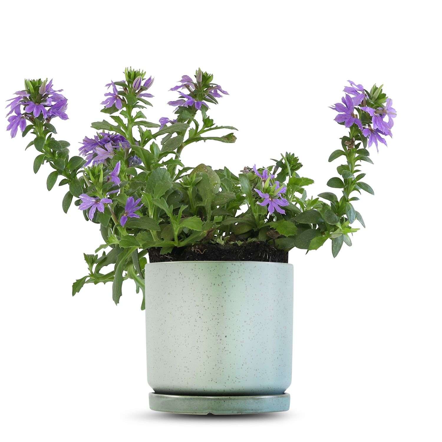 כלי ירוק בהיר נקודות