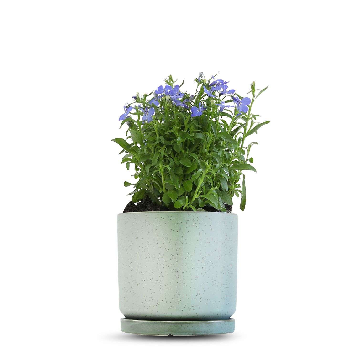 כלי ירוק בהיר נקודות