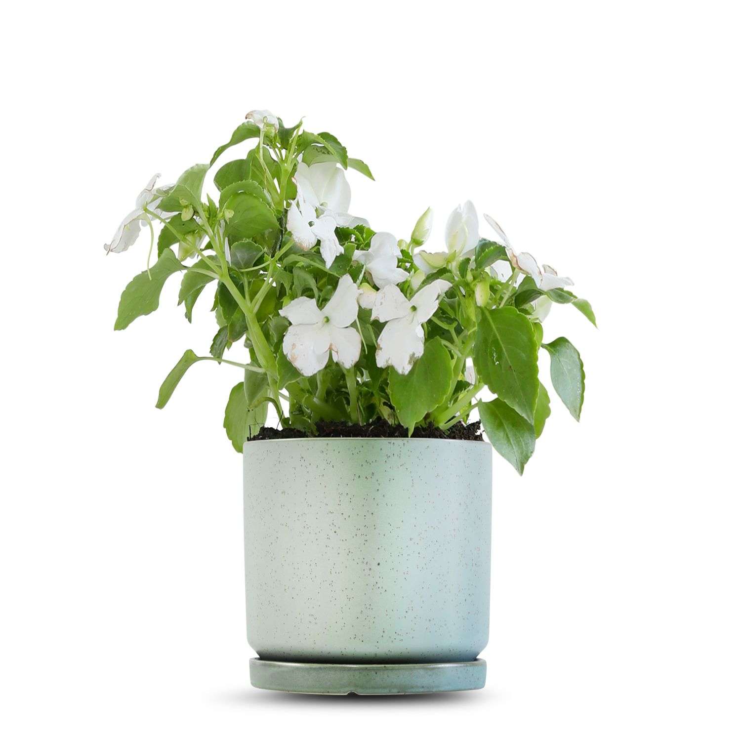 כלי ירוק בהיר נקודות