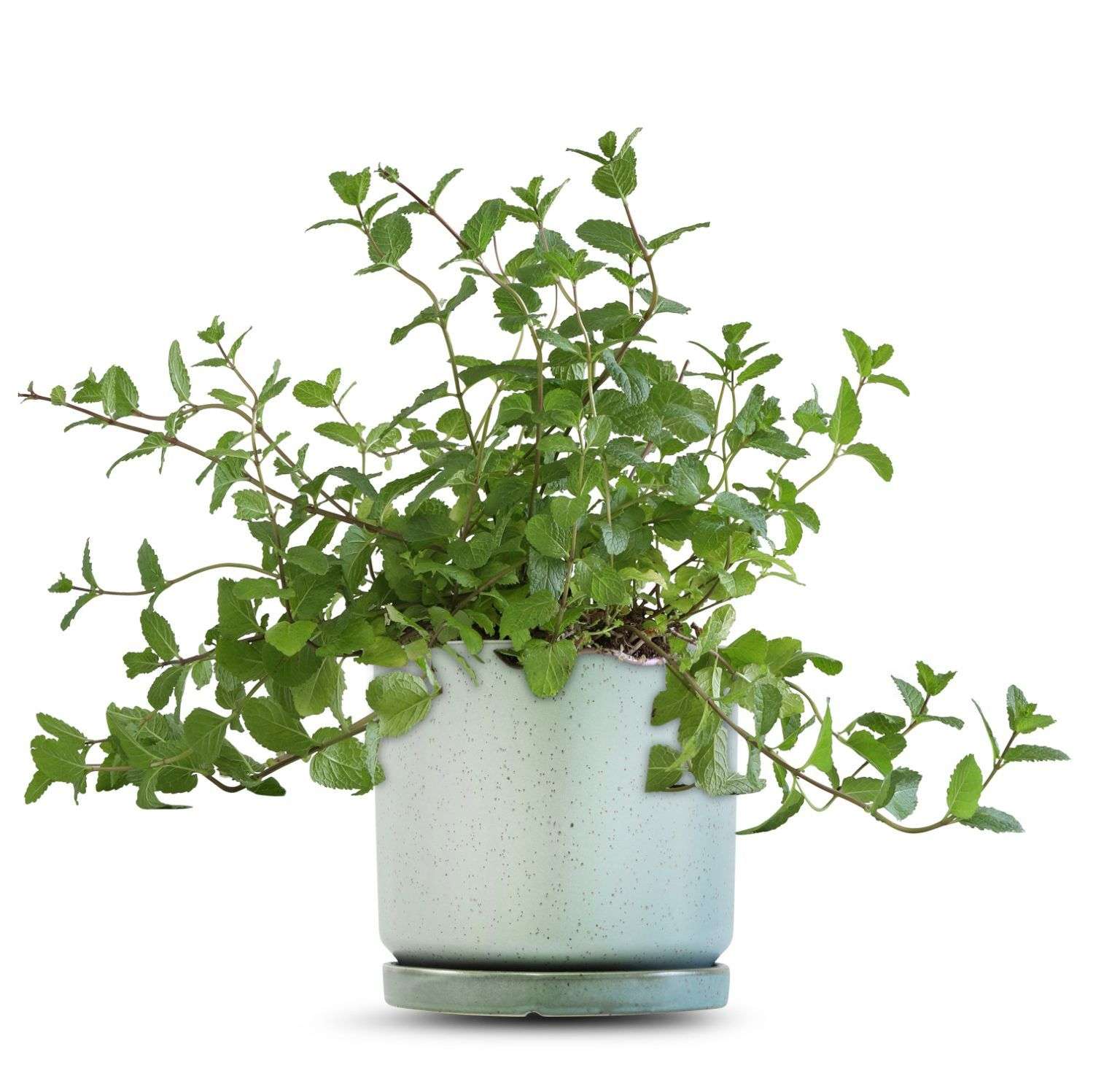 כלי ירוק בהיר נקודות