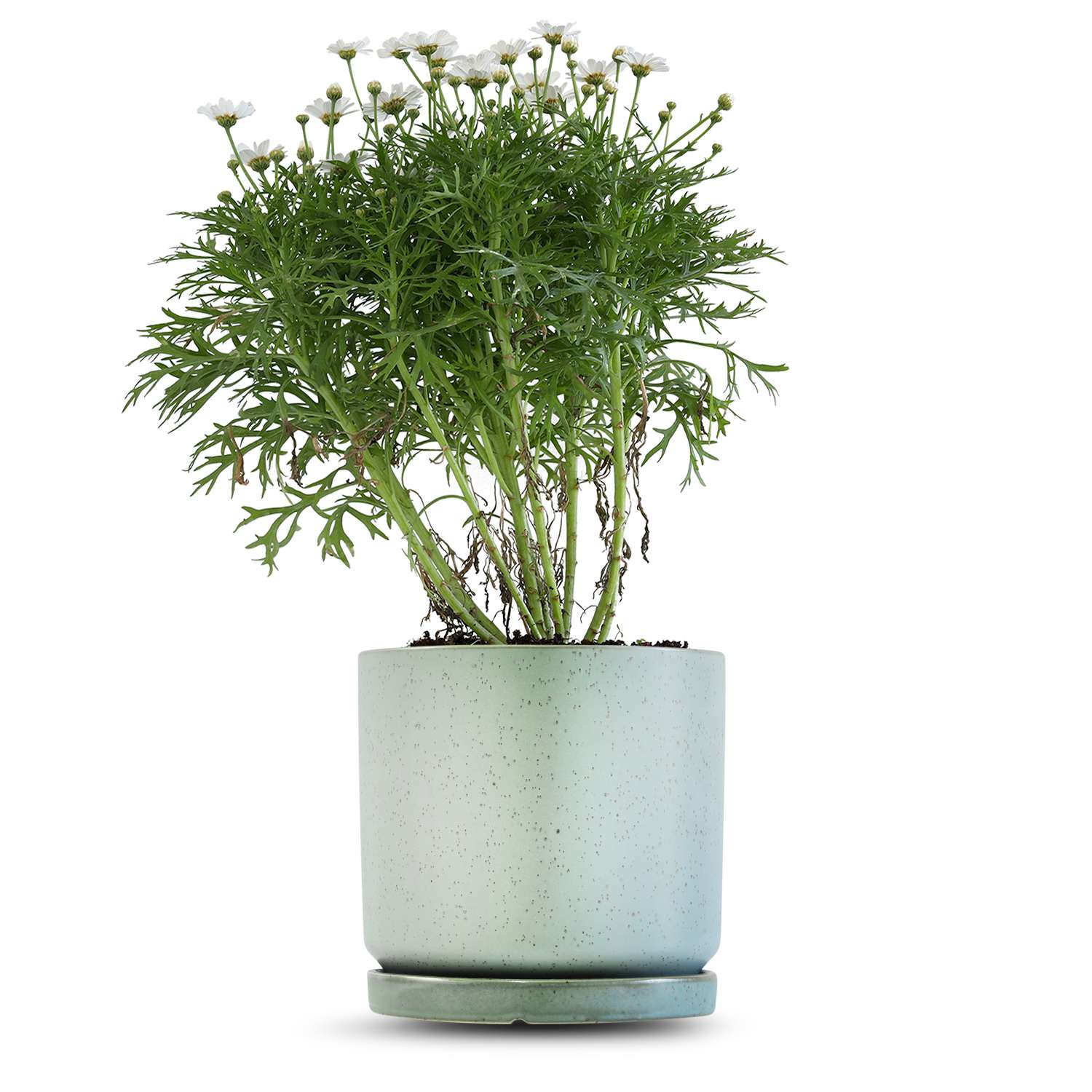 כלי ירוק בהיר נקודות