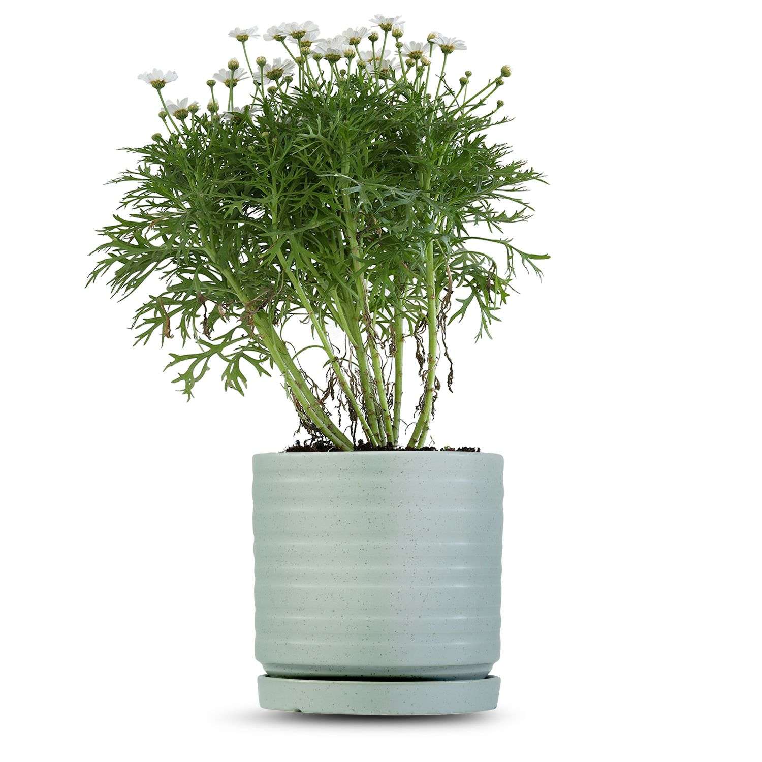 כלי ירוק בהיר נקודות-פסים