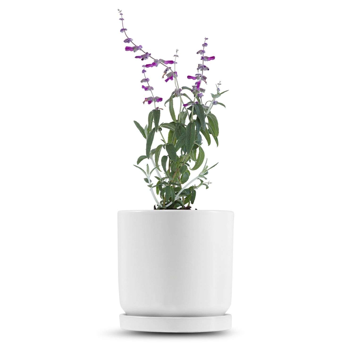 כלי לבן חלק