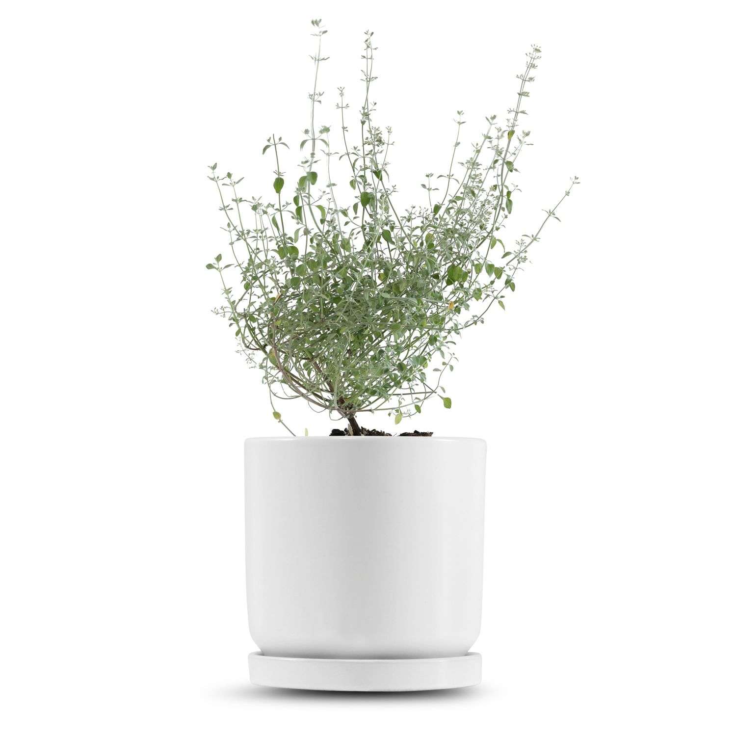 כלי לבן חלק