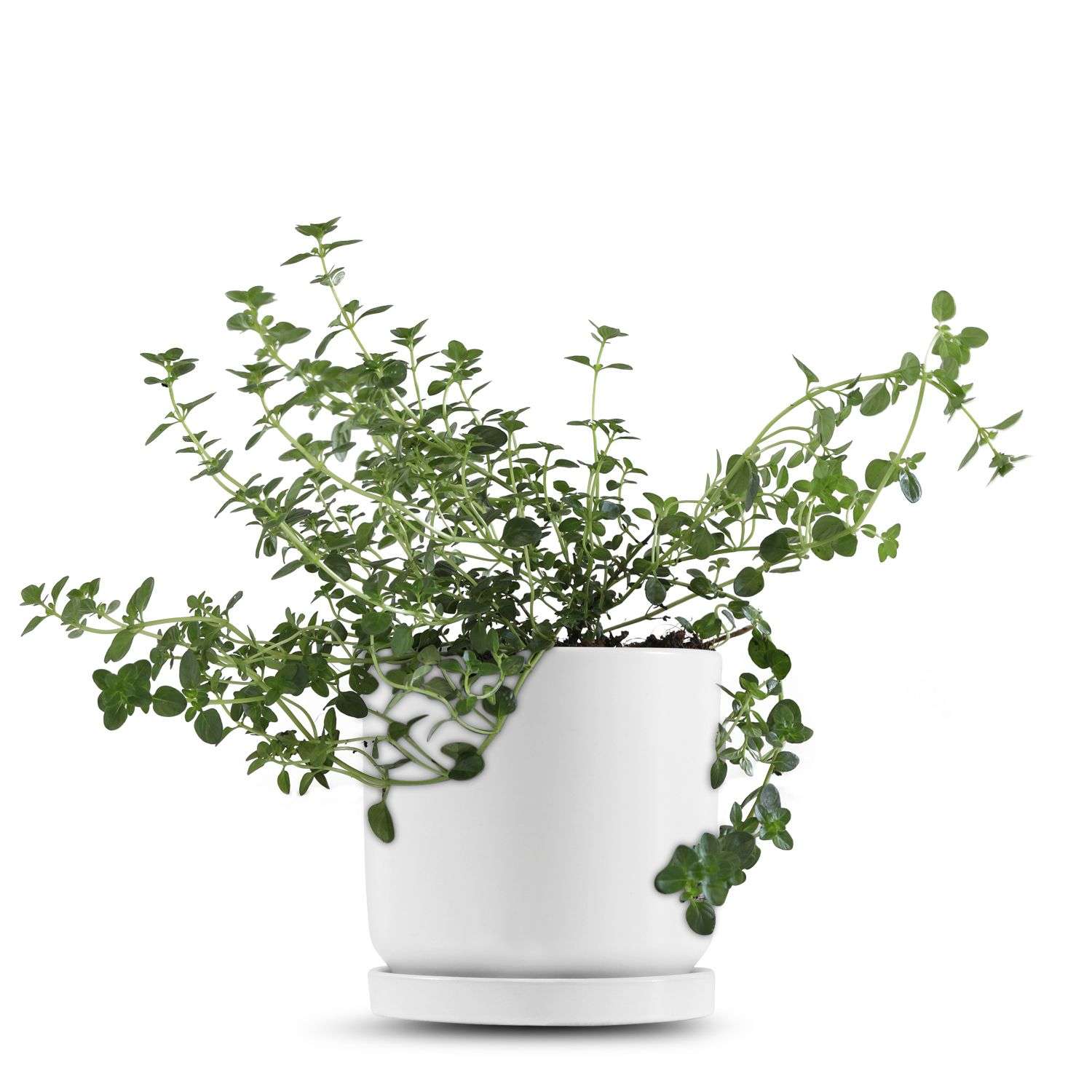 כלי לבן חלק