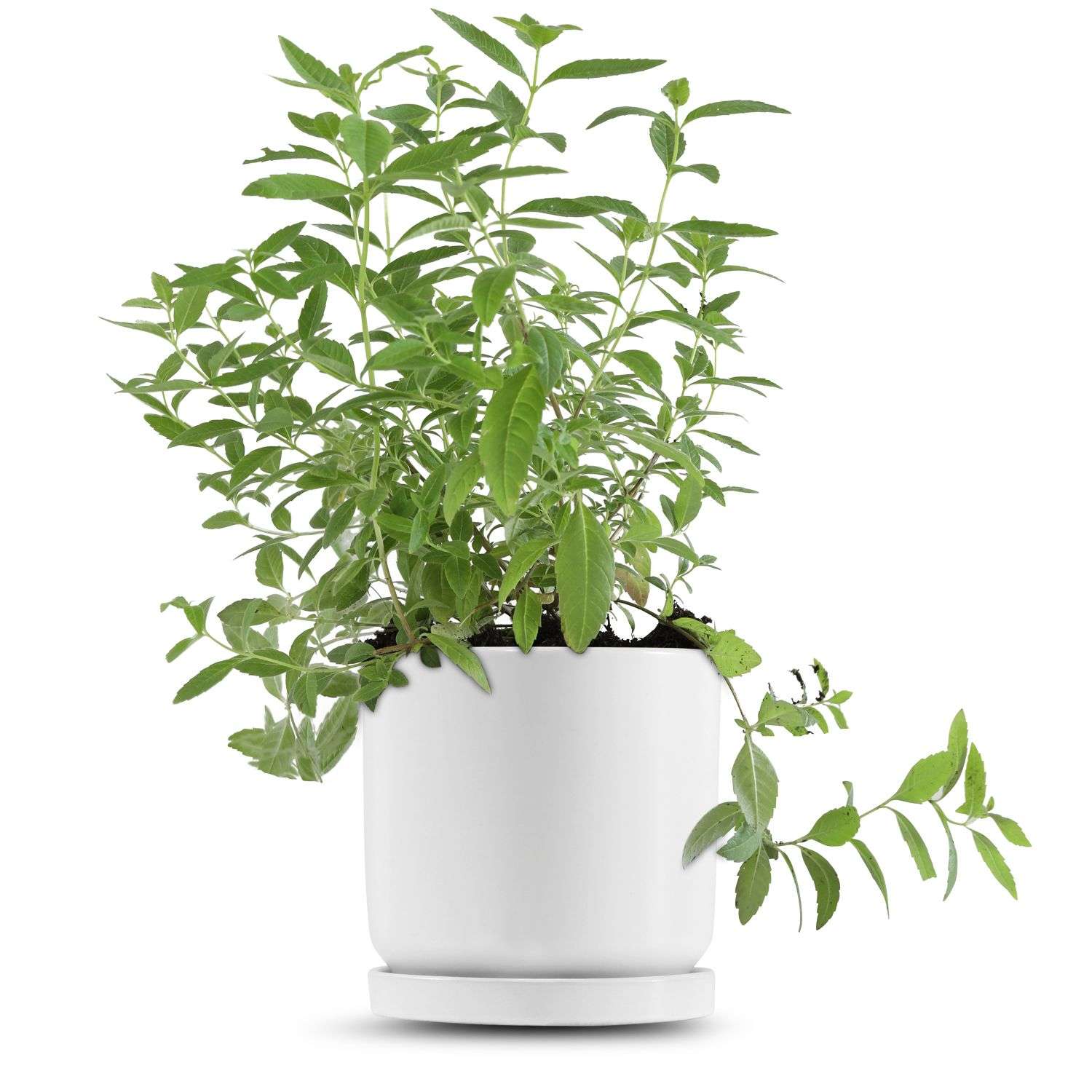 כלי לבן חלק