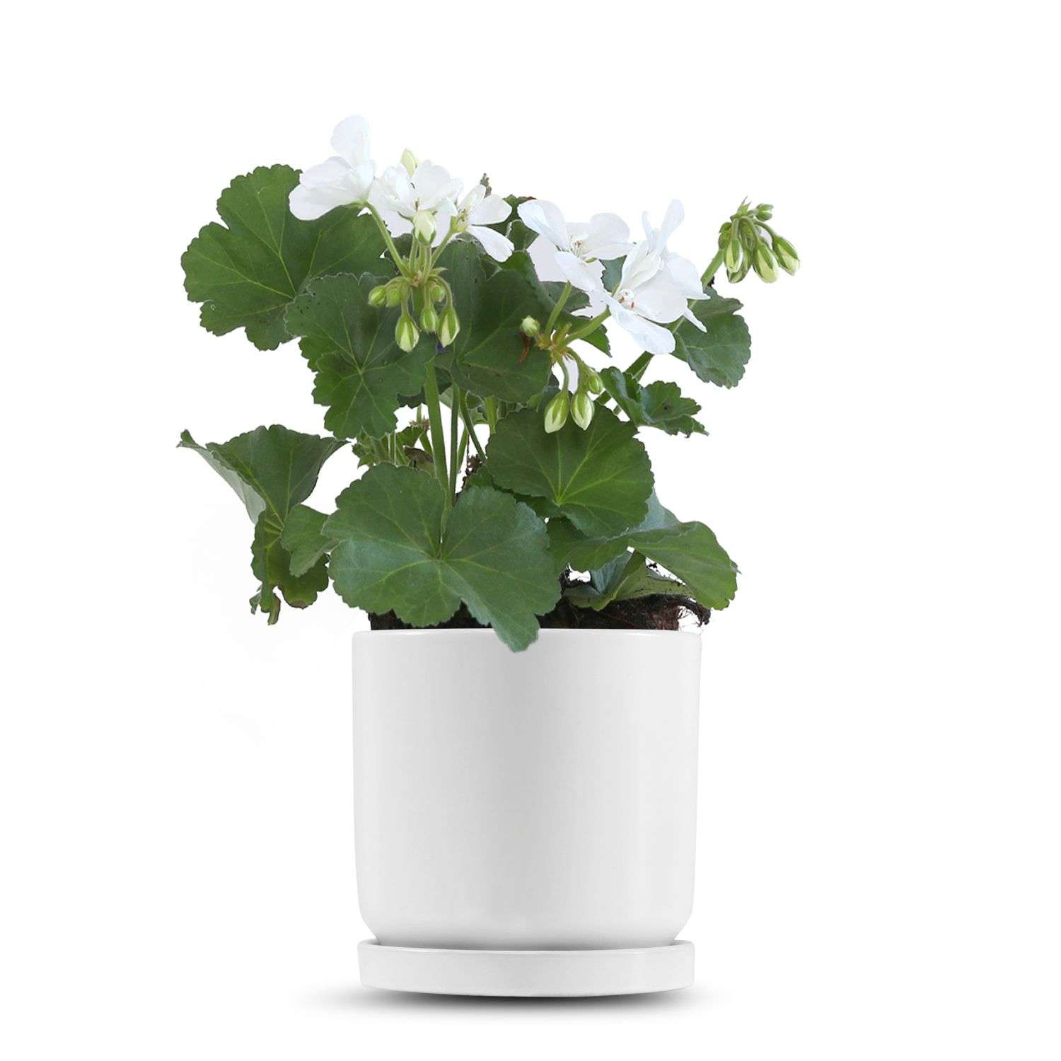 כלי לבן חלק