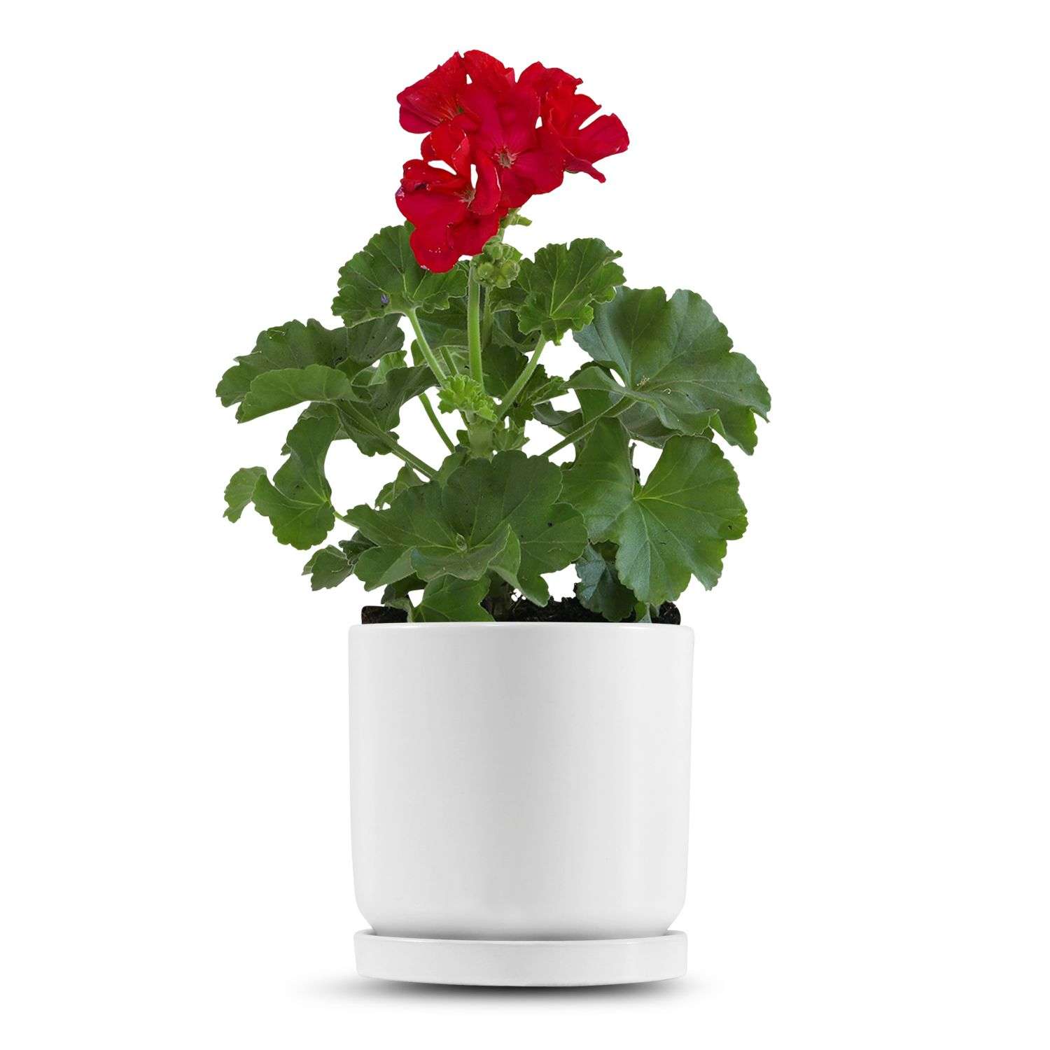 כלי לבן חלק