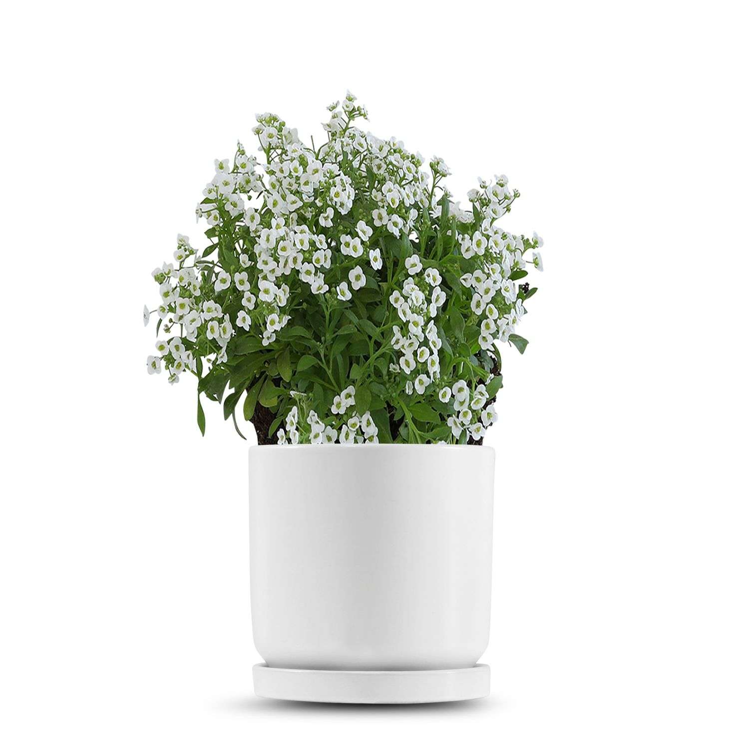 כלי לבן חלק