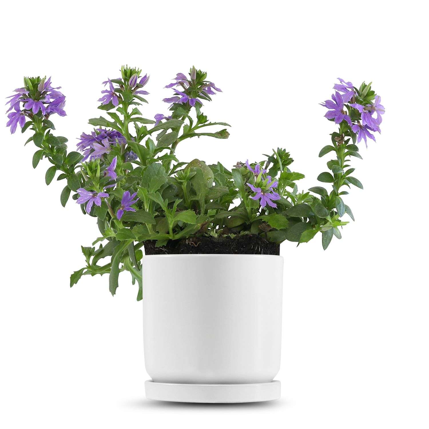 כלי לבן חלק