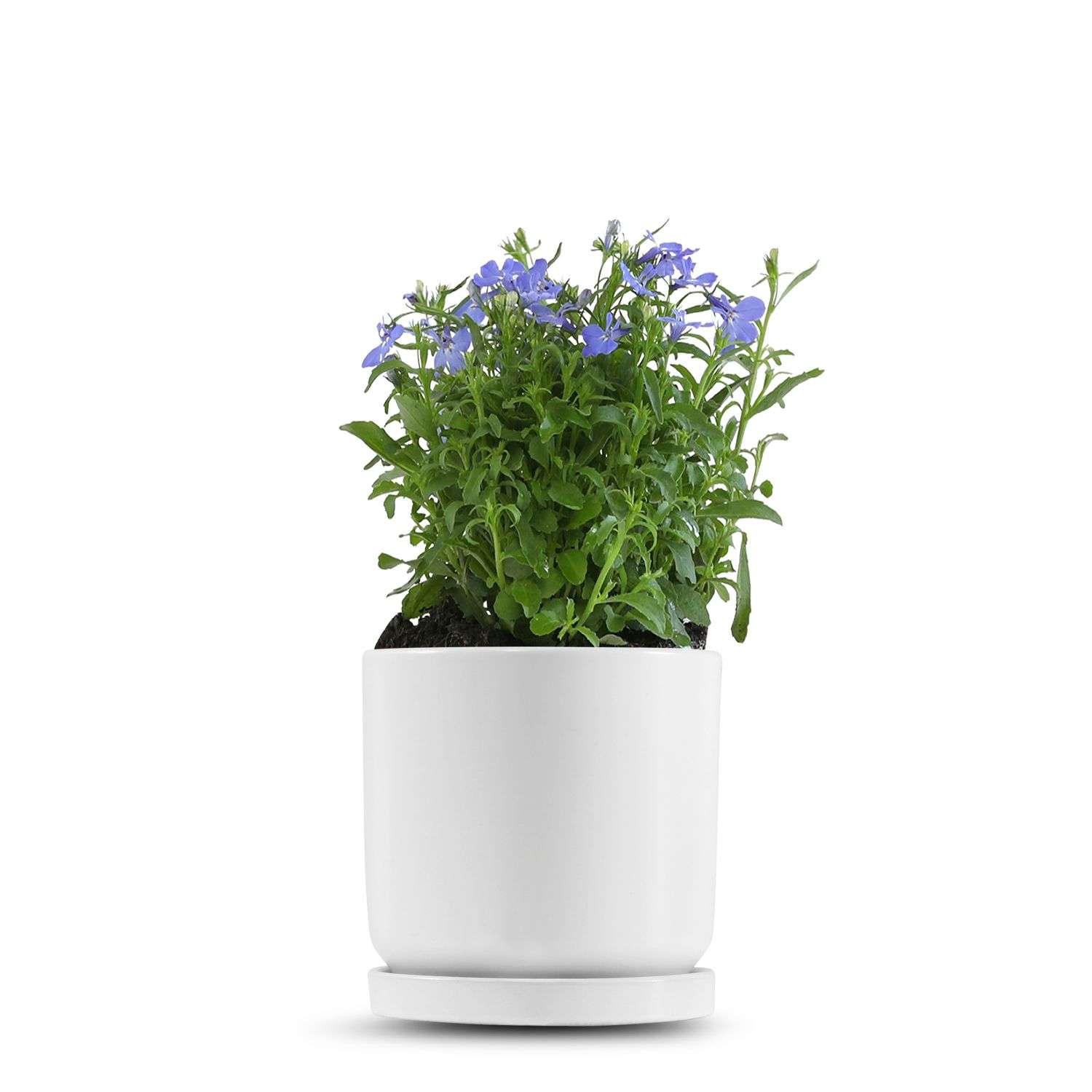 כלי לבן חלק