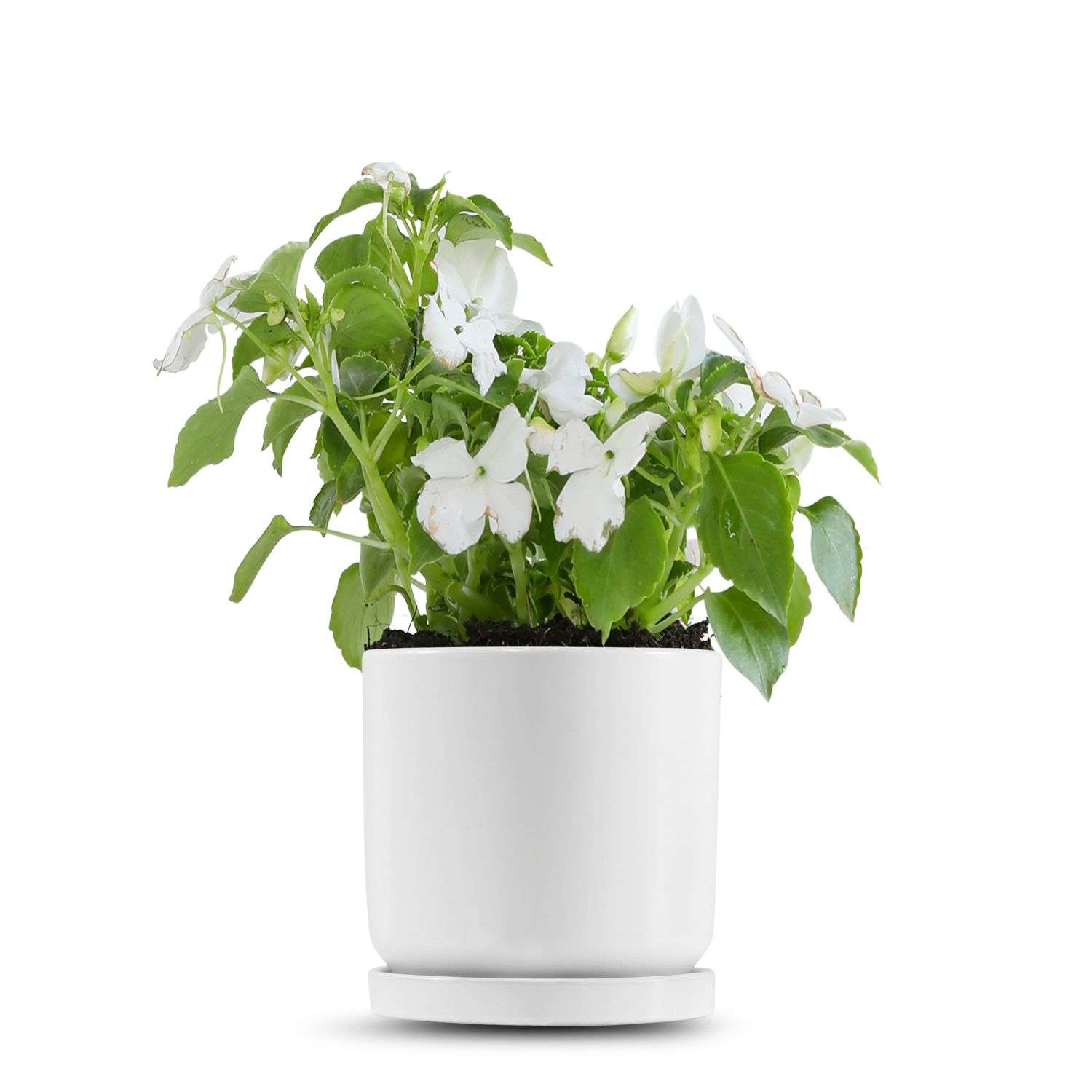 כלי לבן חלק