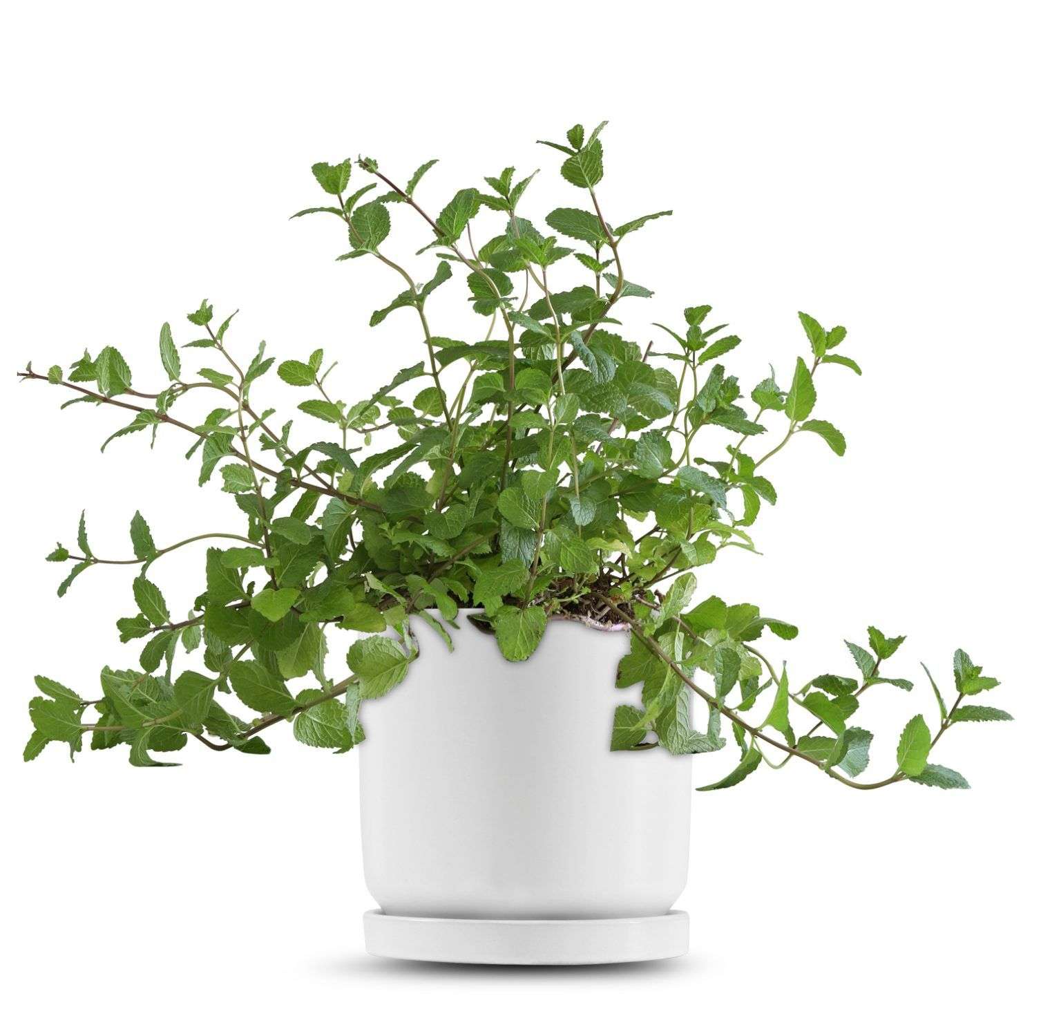 כלי לבן חלק