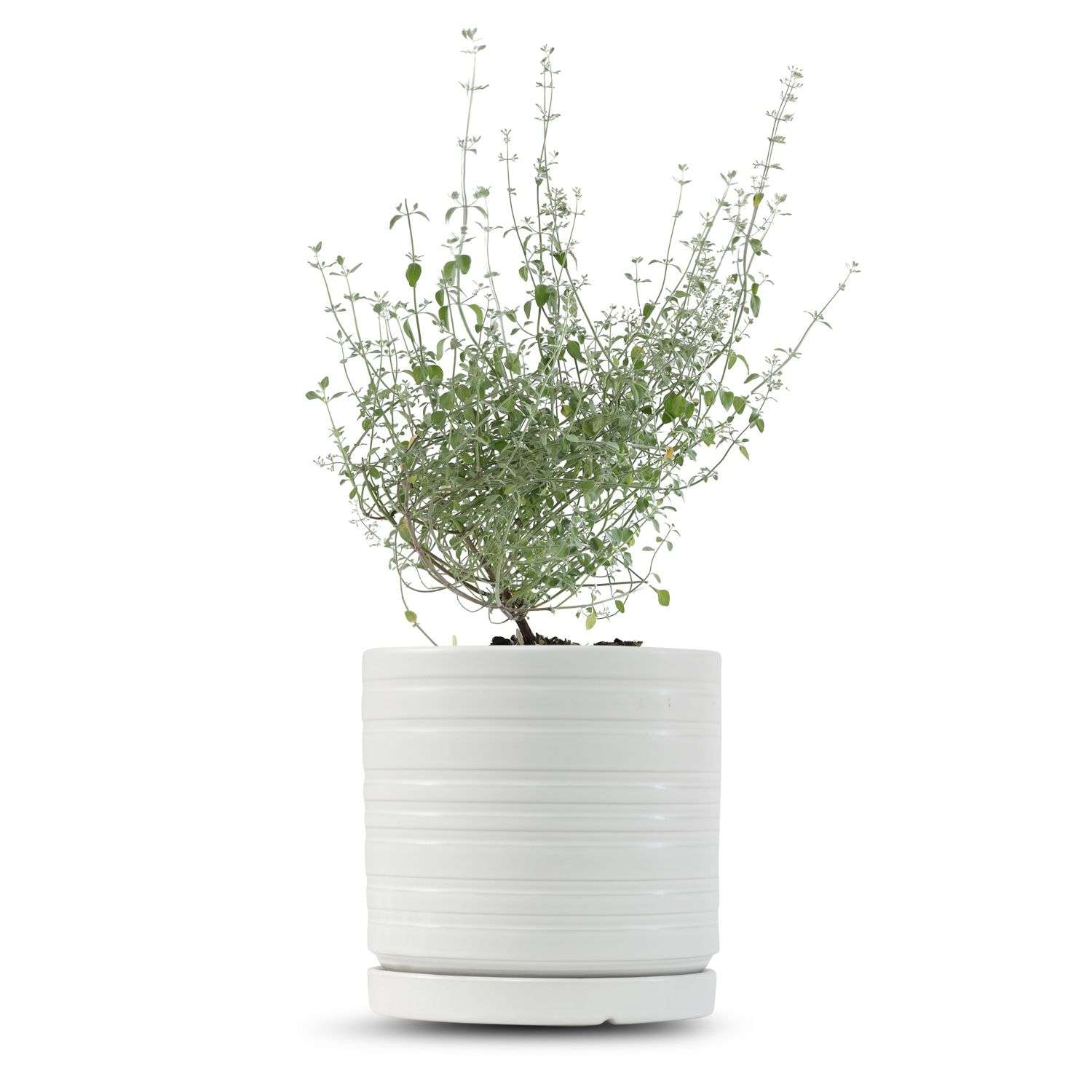 כלי לבן פסים