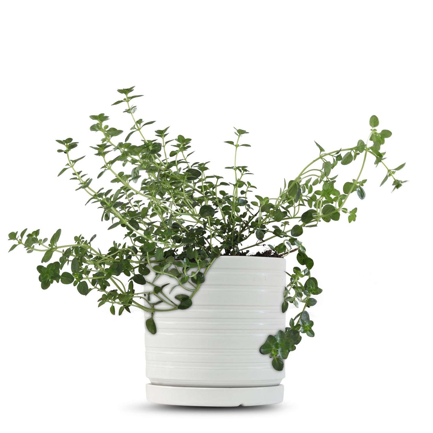 כלי לבן פסים