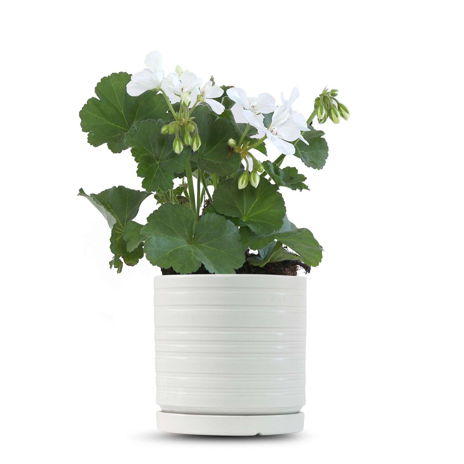 כלי לבן פסים