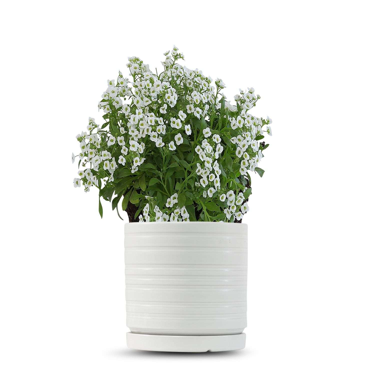 כלי לבן פסים