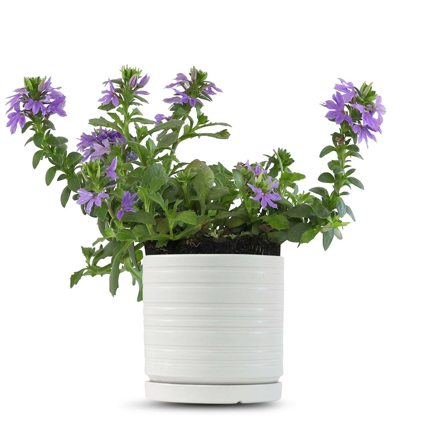 כלי לבן פסים